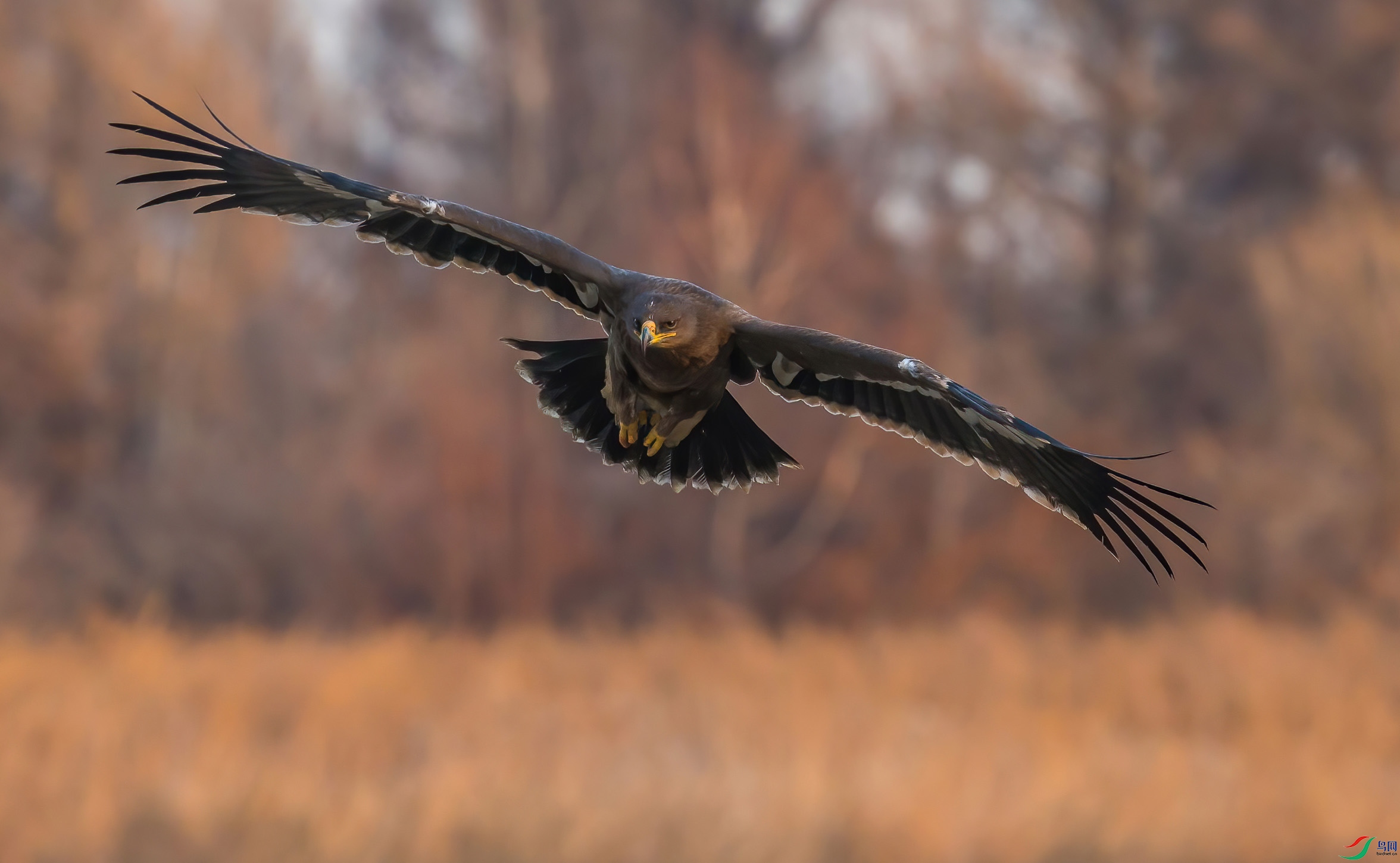 AX7T4824-DeNoiseAI-denoise (1).jpg