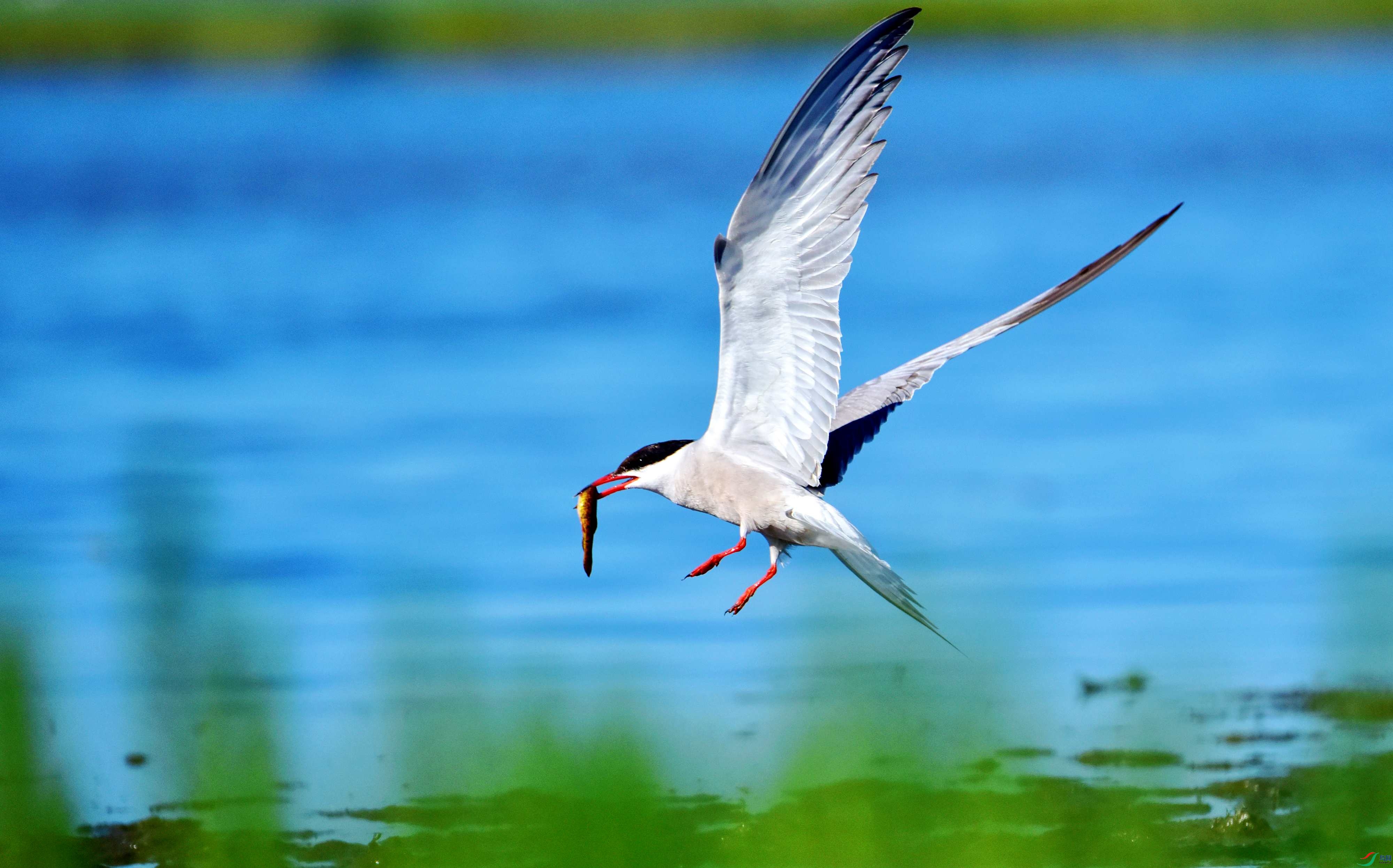 DSC_2748_conew2.jpg