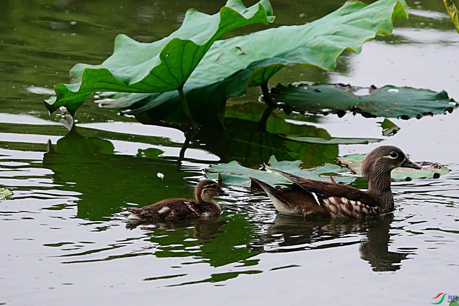 荷塘小鸳鸯