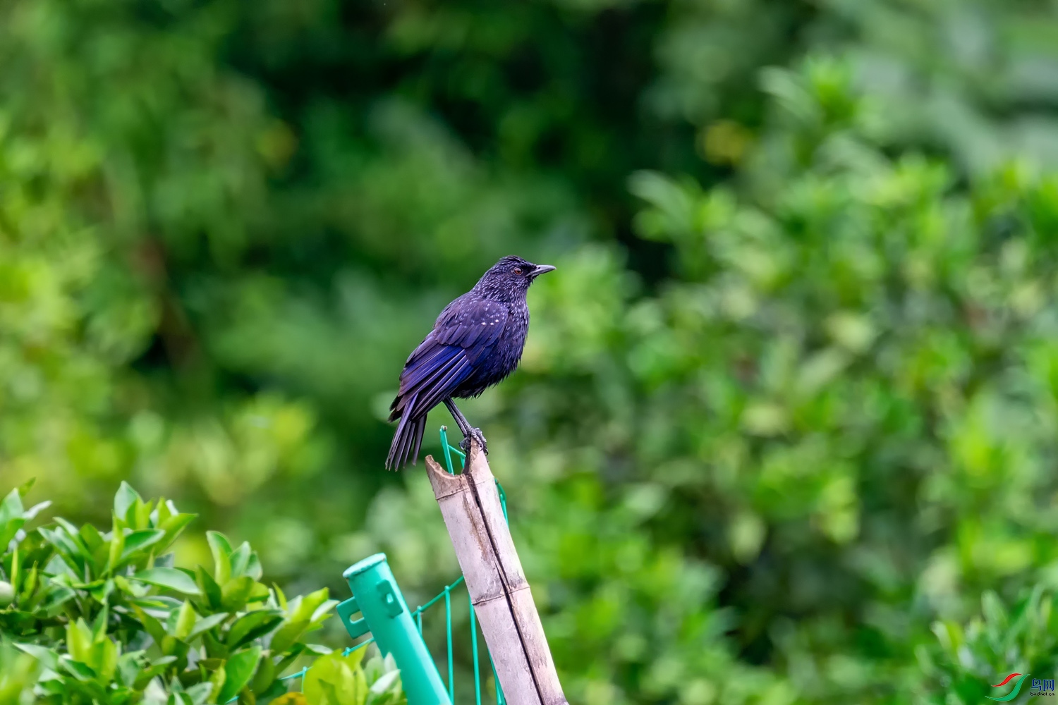 A9D05355a.jpg