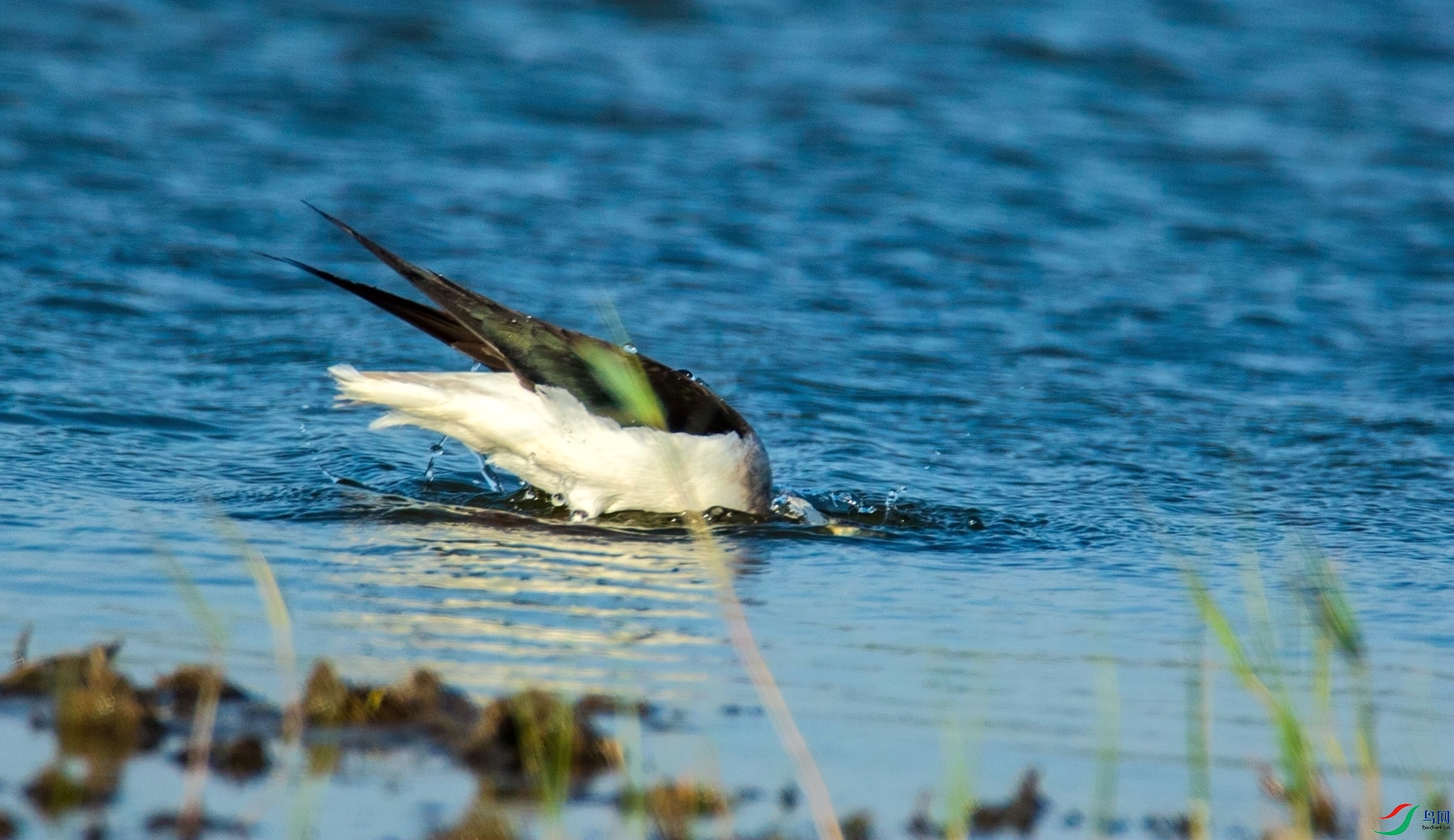 ԡ���� (2).jpg