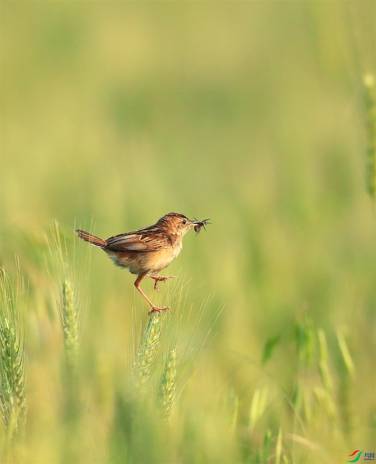 155 - ���� (2).jpg