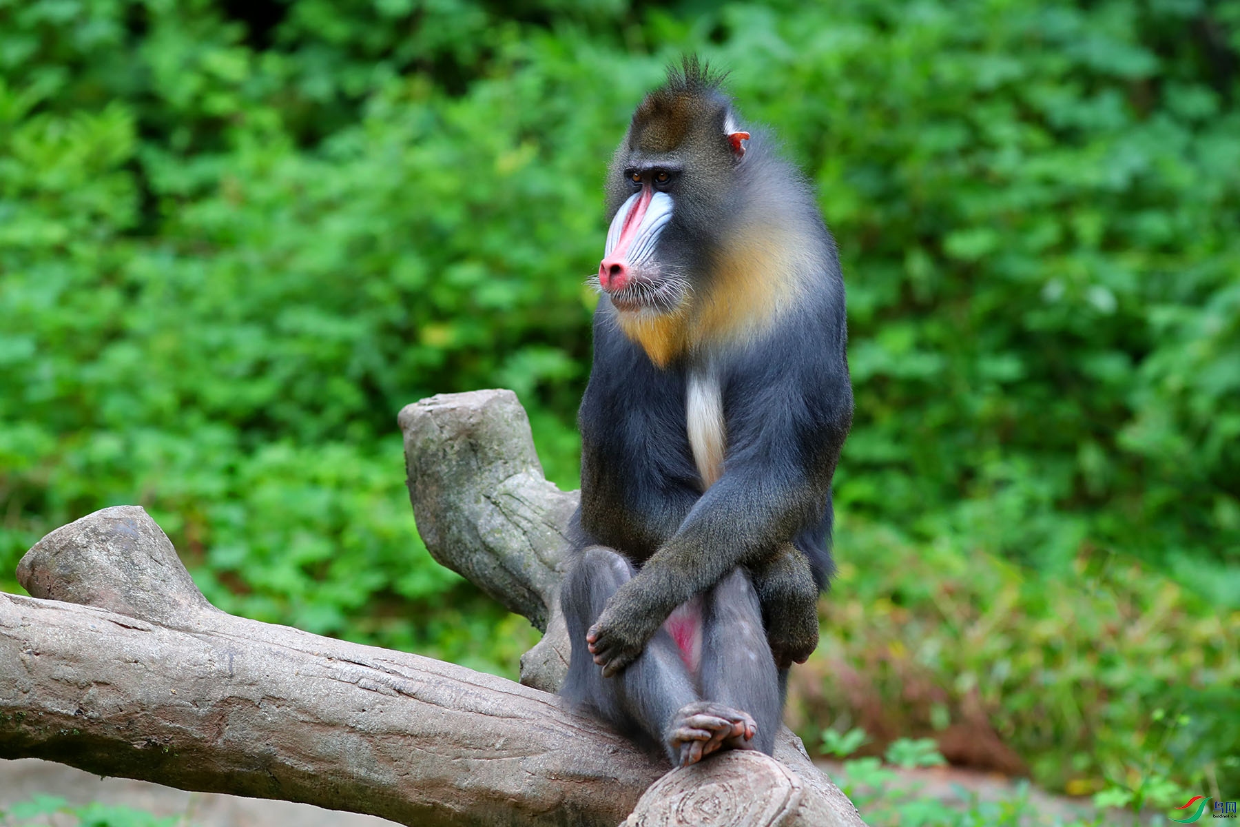 山魈---- 祝贺荣获动物首页精华!