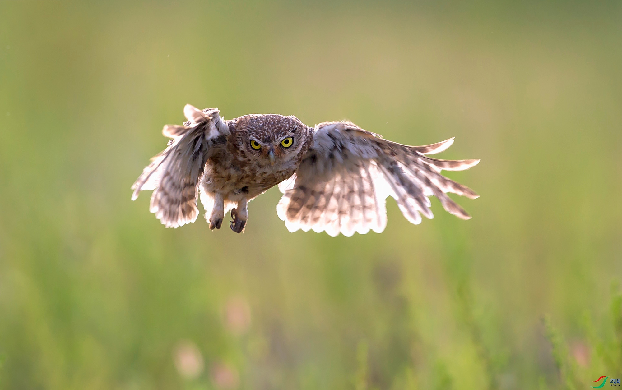 ���Ƹ�С�^