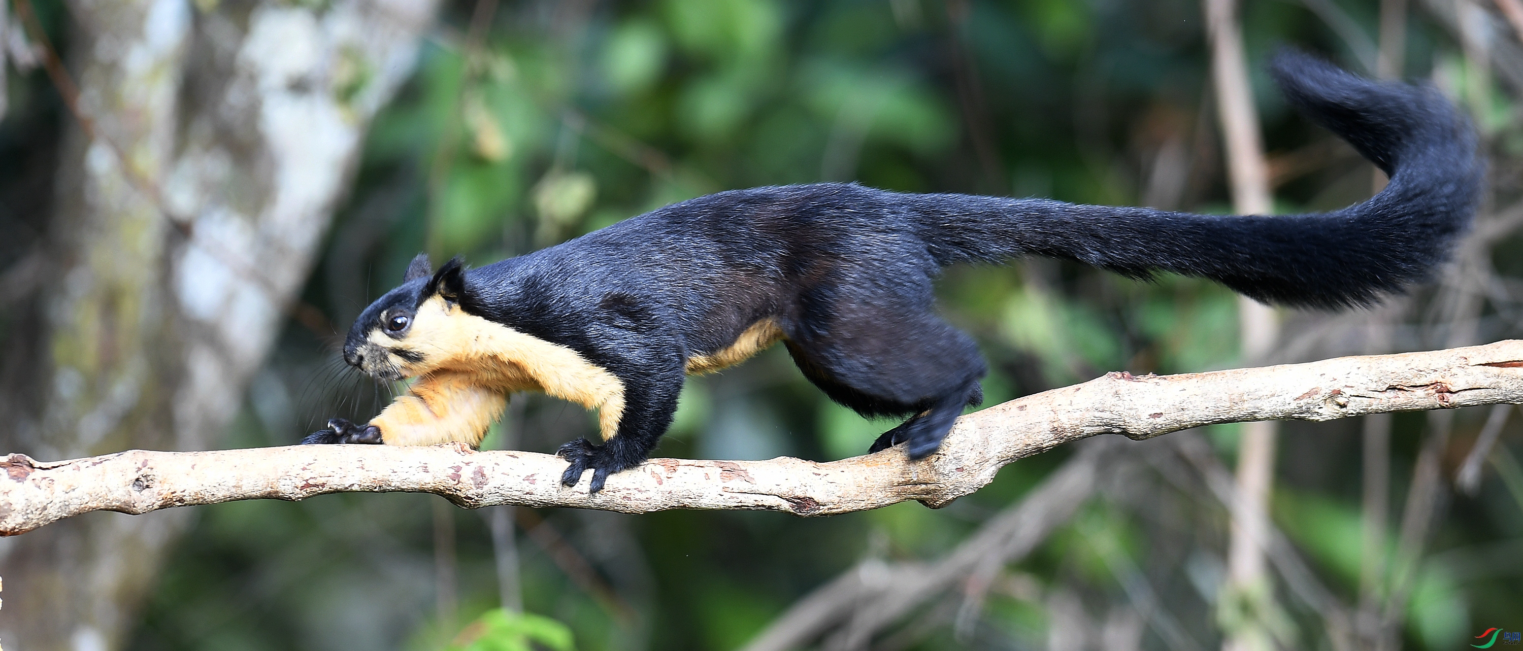巨松鼠祝贺佳作荣获图文精华