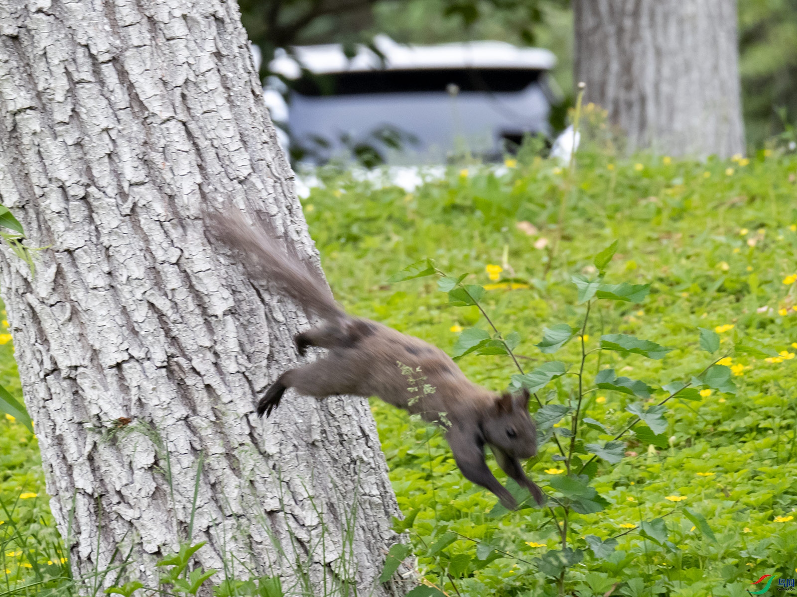 松鼠跳下逃跑
