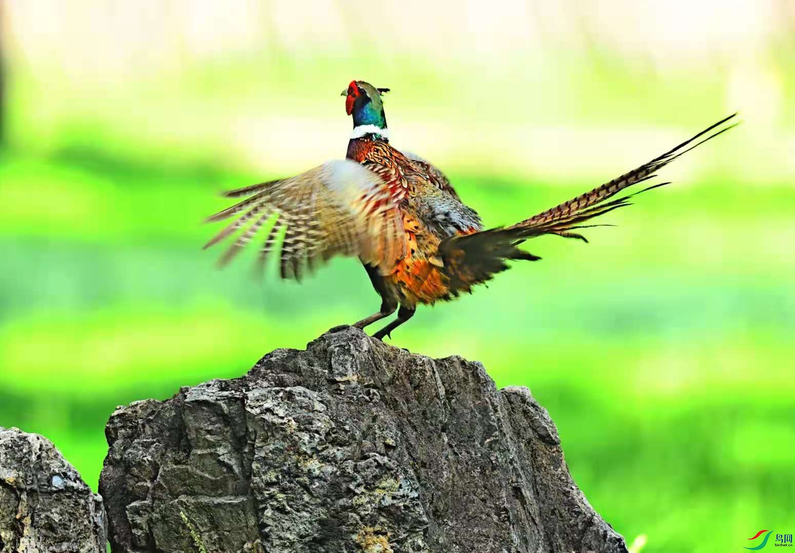 af35f766e5c1e80fcdfe79134d806db.jpg
