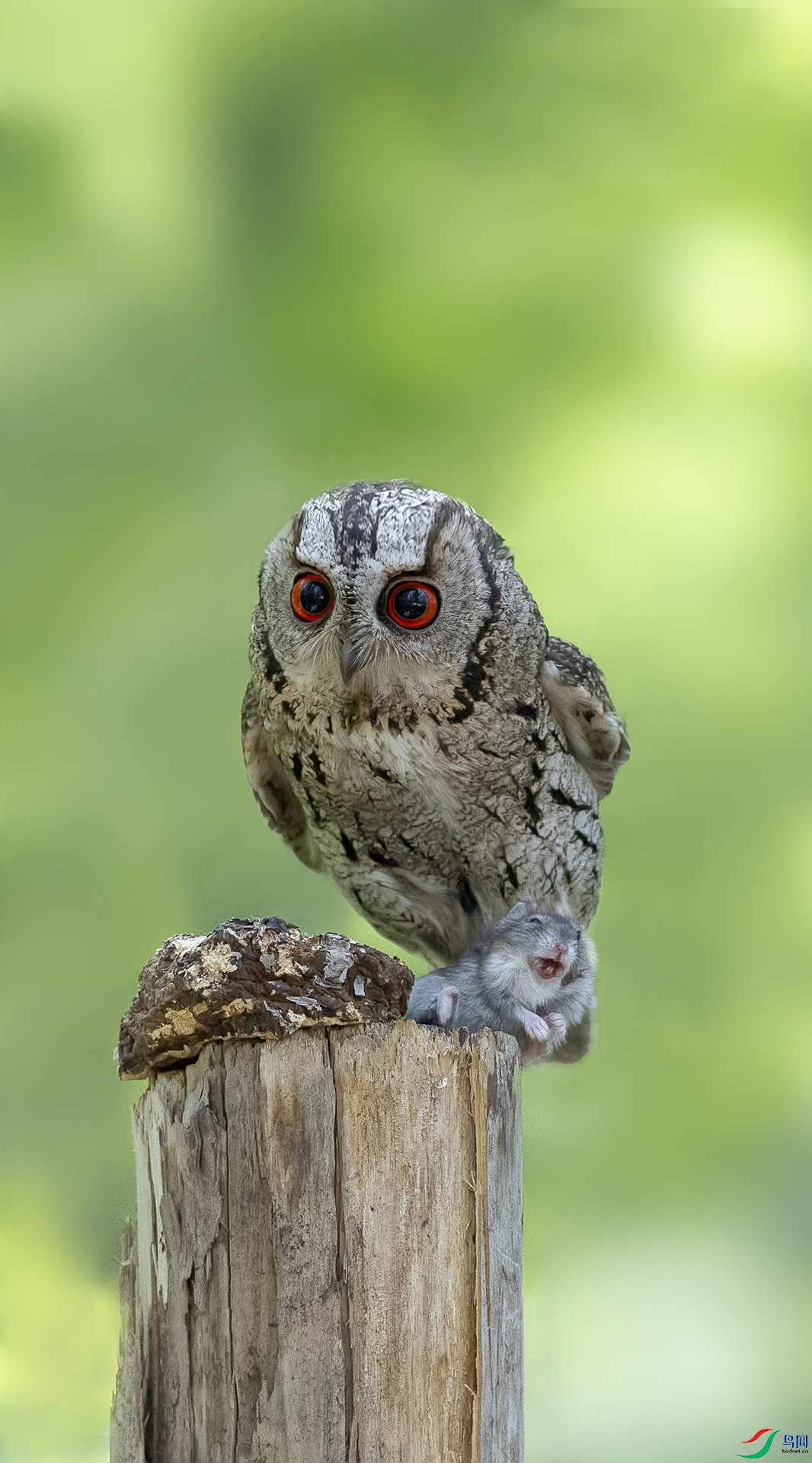 领角鸮祝贺老师佳作荣获本版块佳作