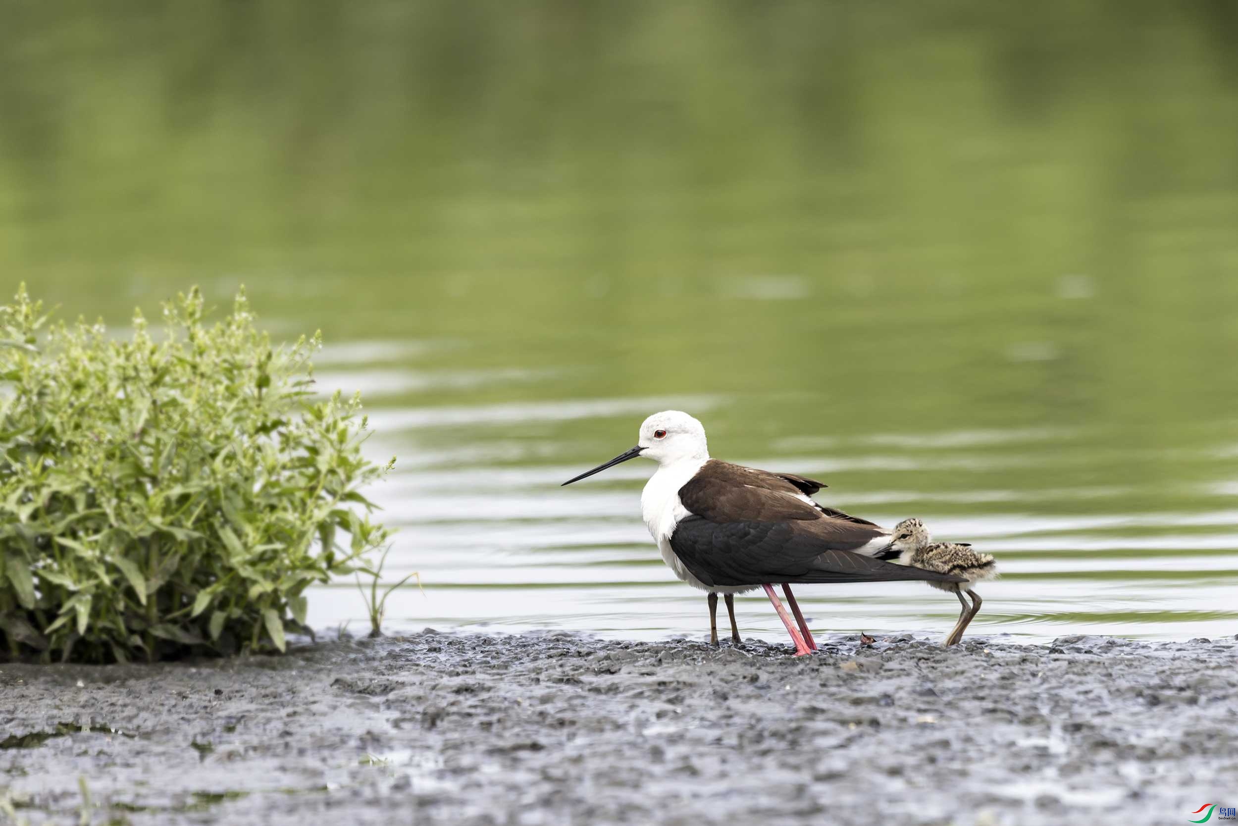 278A2718 ����.jpg