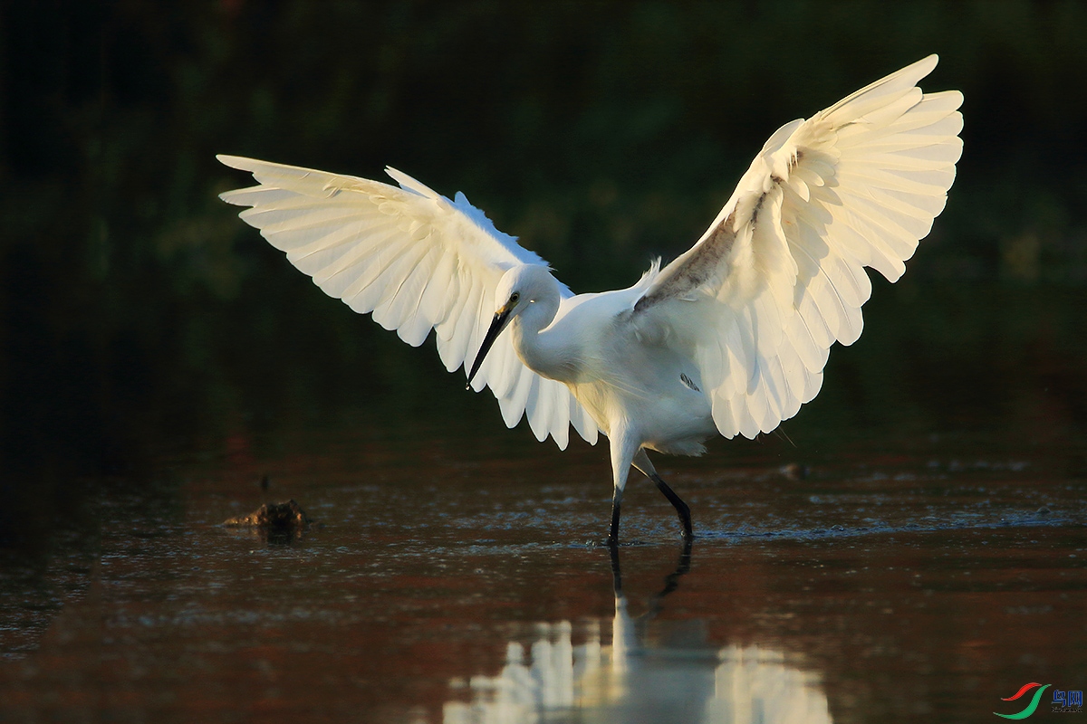 白鹤亮翅白鹭
