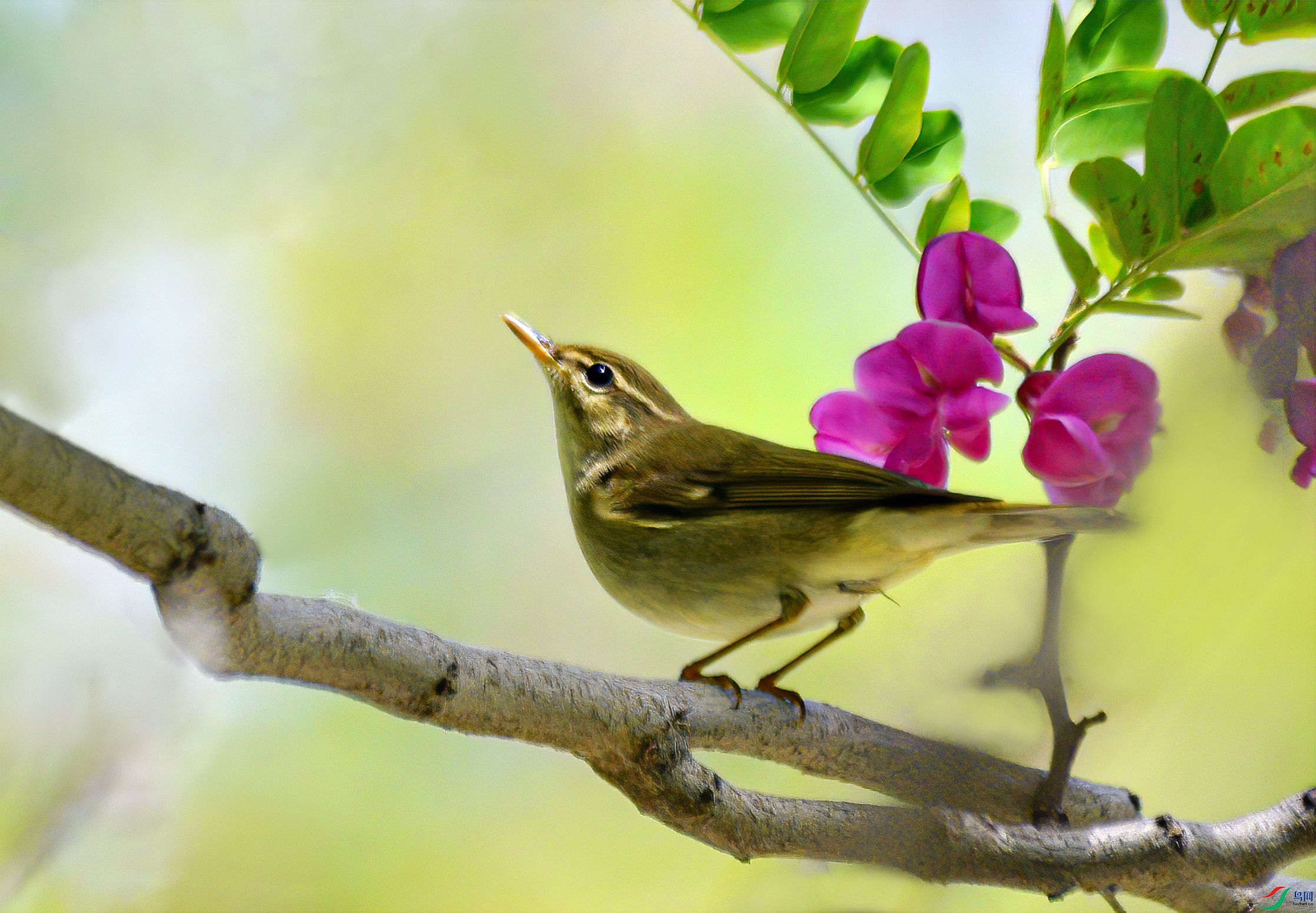 向往(极北柳莺)