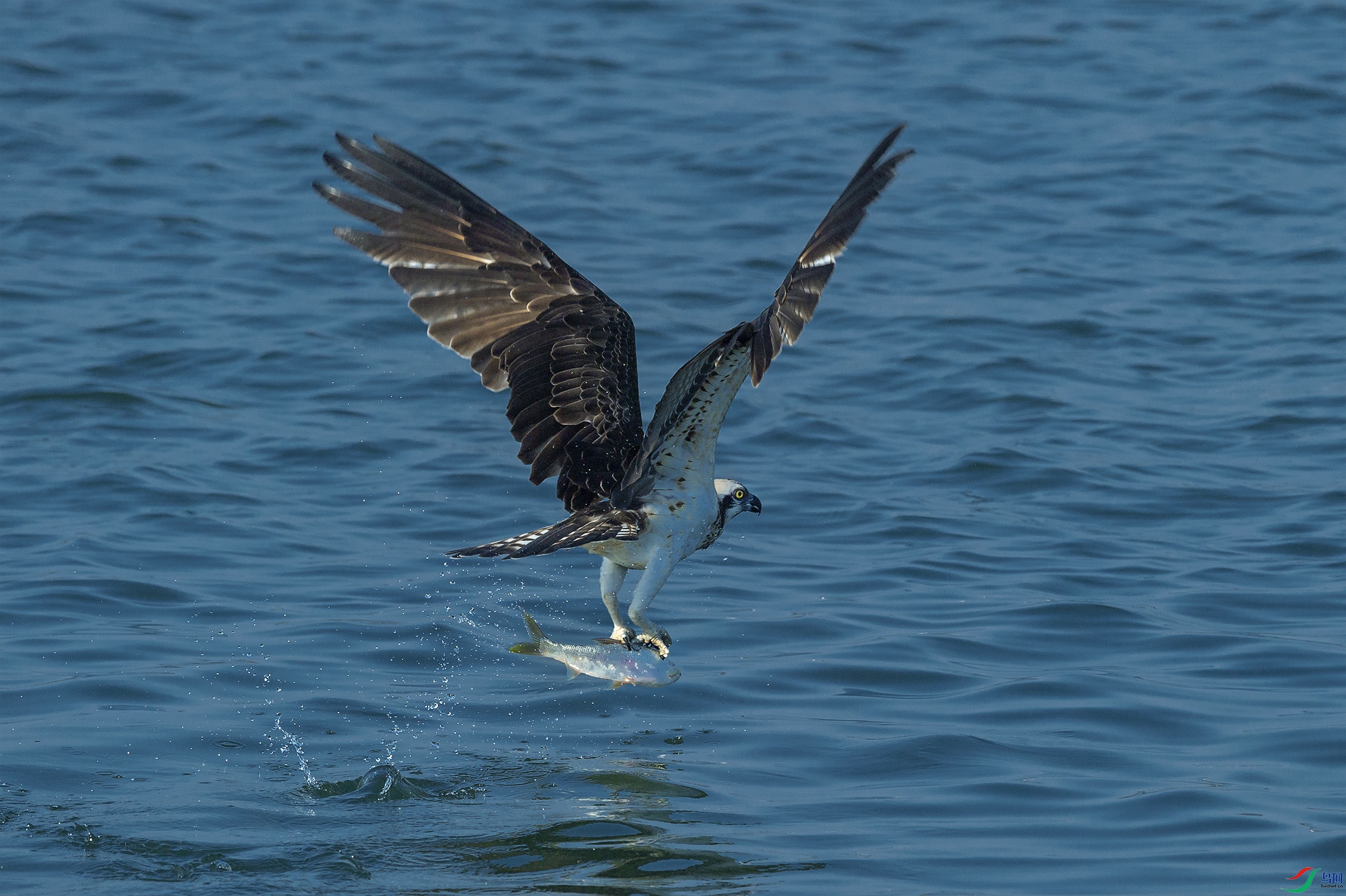 DSC_4985-1.jpg