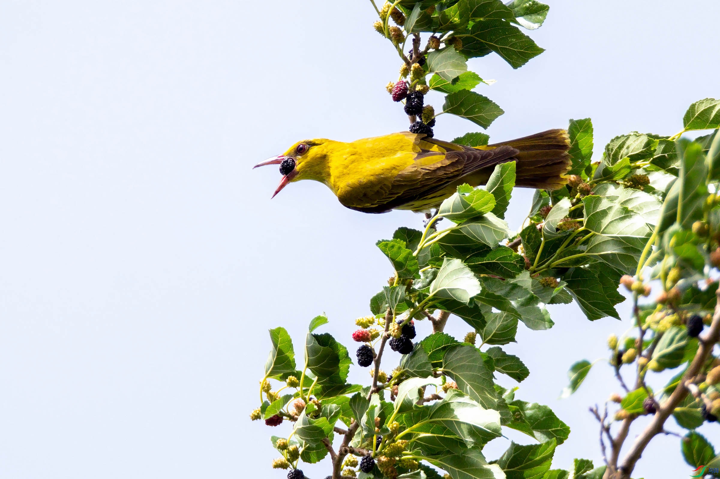 两个黄鹂鸣翠柳