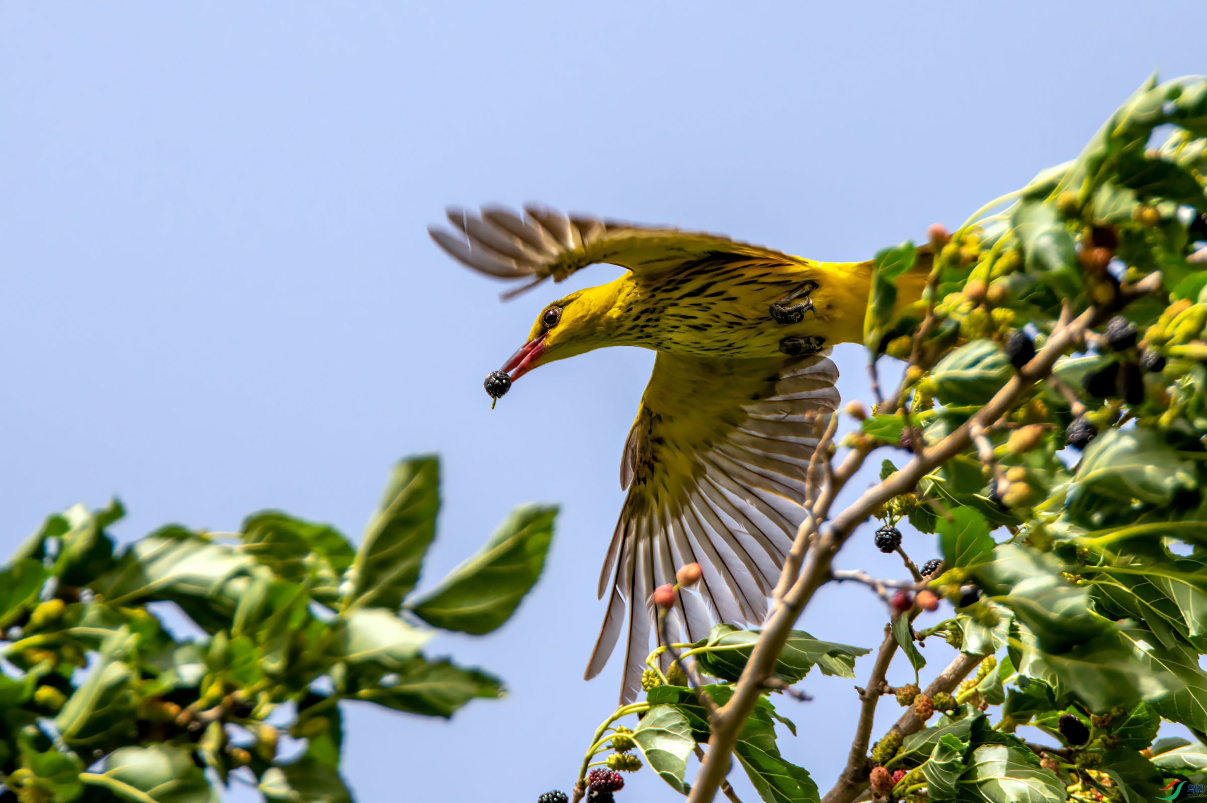 两个黄鹂鸣翠柳