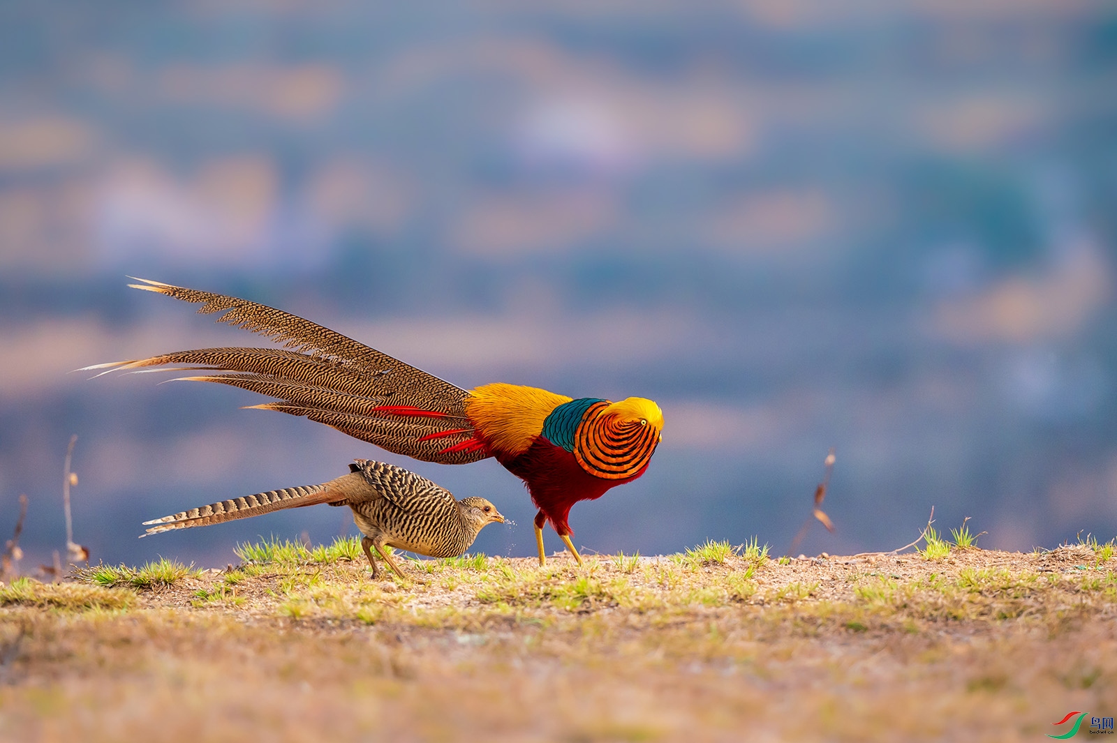 _DSC1701������ż���棨��ͼ�� .jpg����.jpg