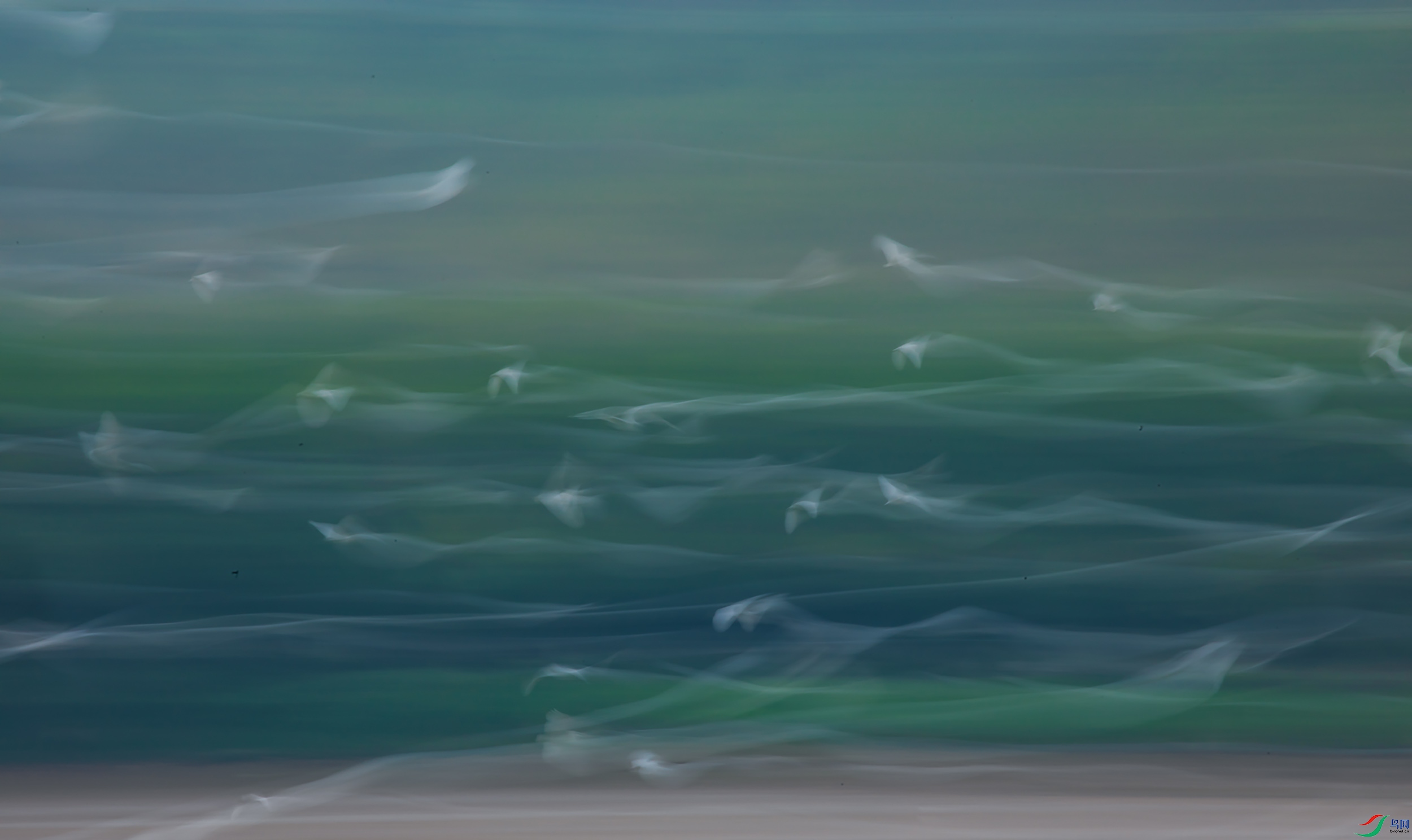 LO0A0596-1.jpg