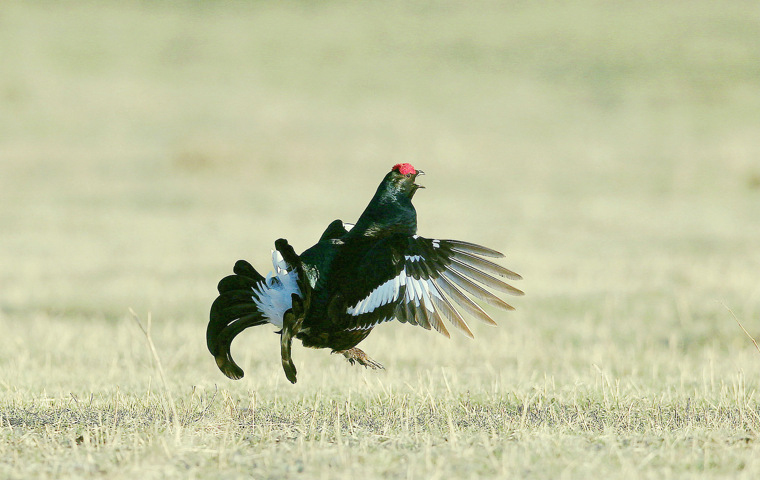 A 3����_����.jpg