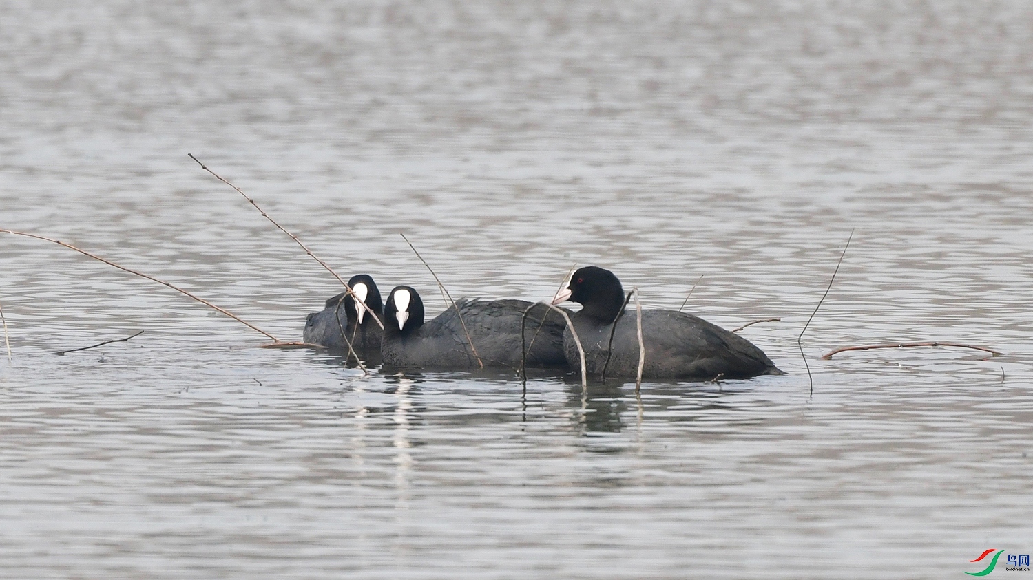 DSC_4443.jpg