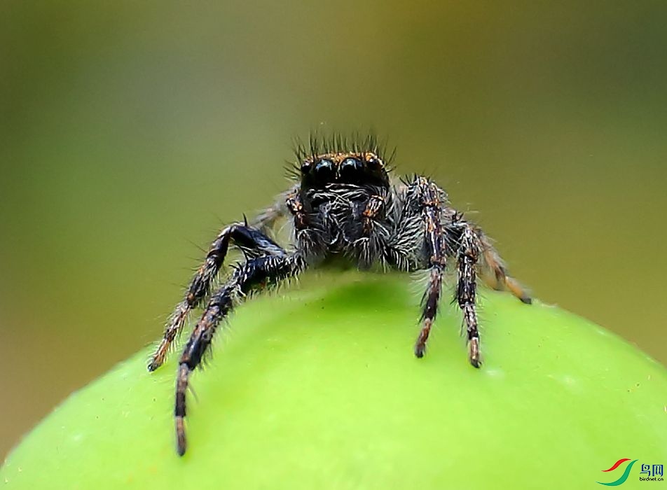 黑跳蛛