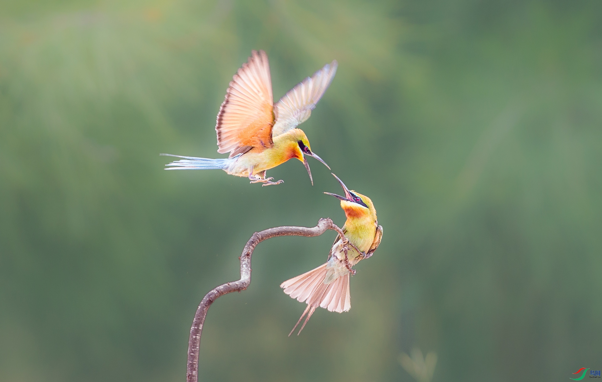 争吵贺获鸟类精华
