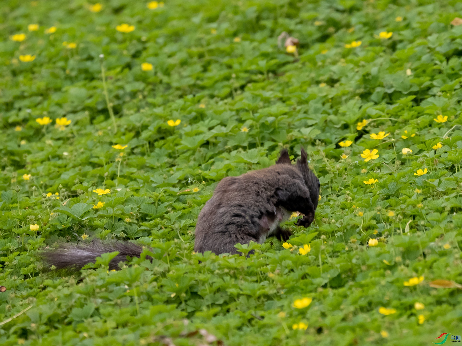 ��ʳ������