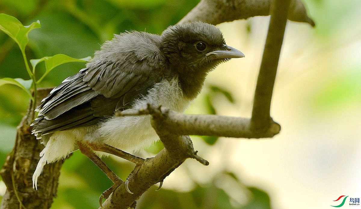 红嘴蓝鹊雏鸟