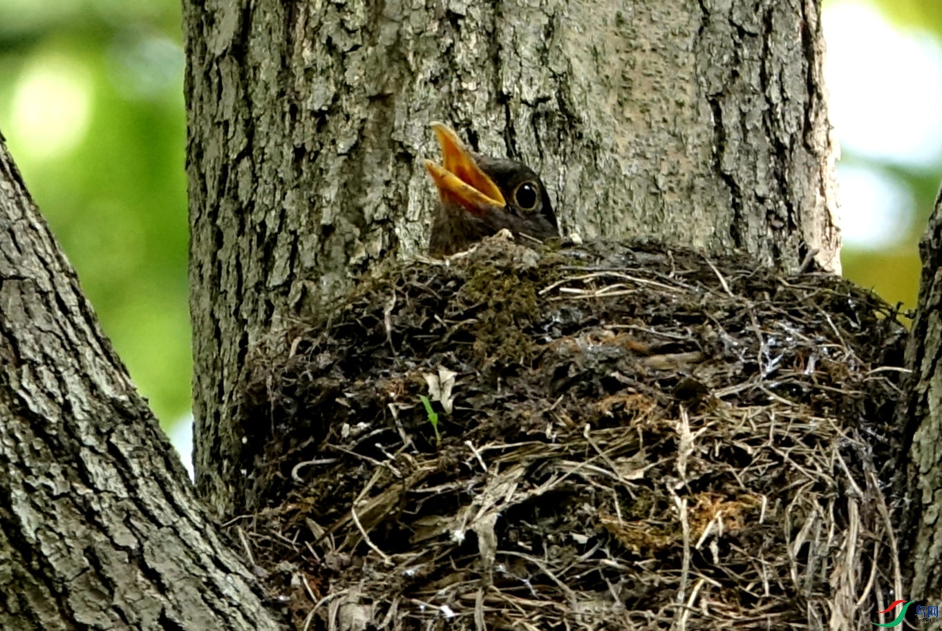 DSC09749_����.jpg