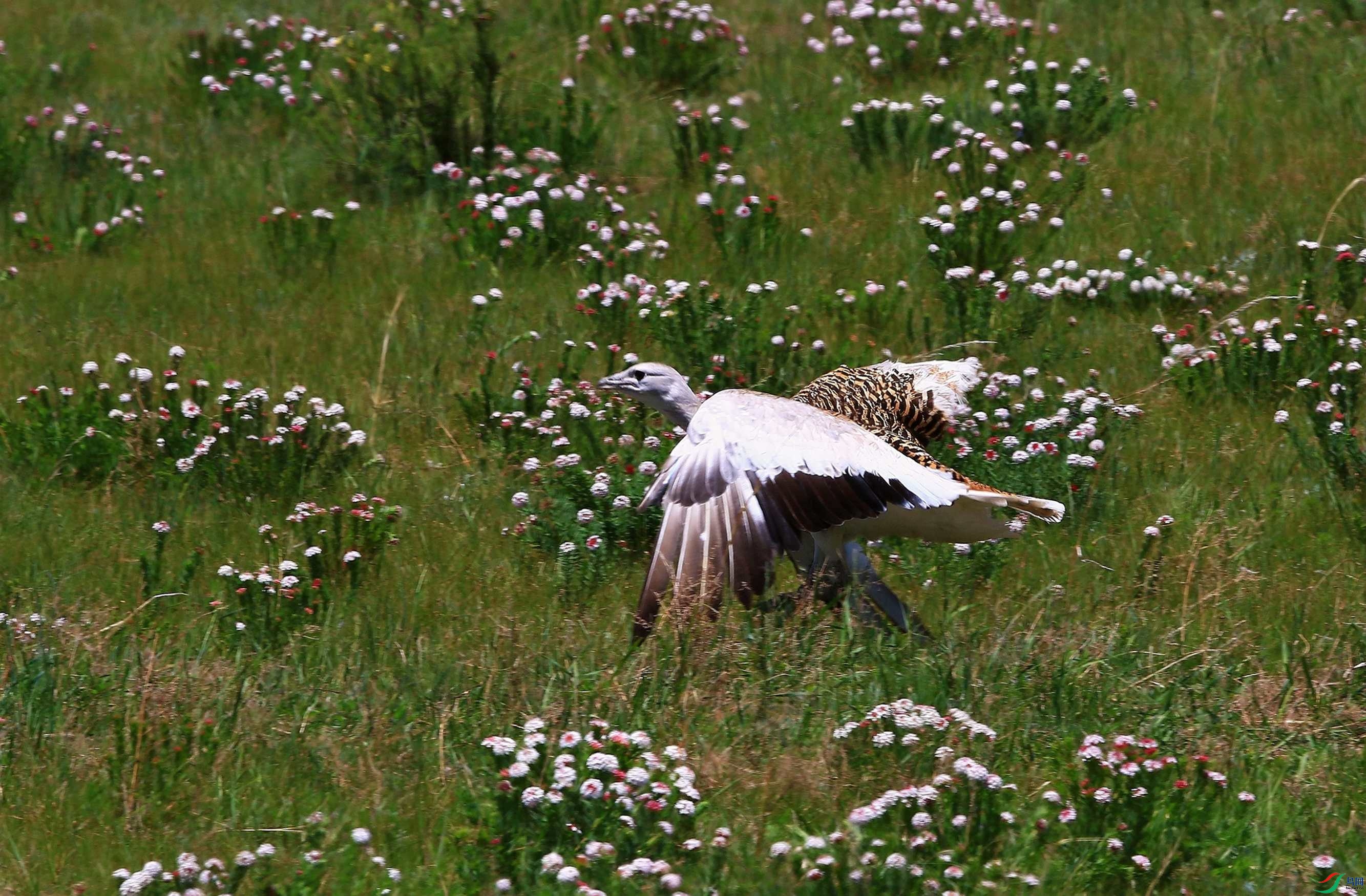 山花烂漫鸨飞翔