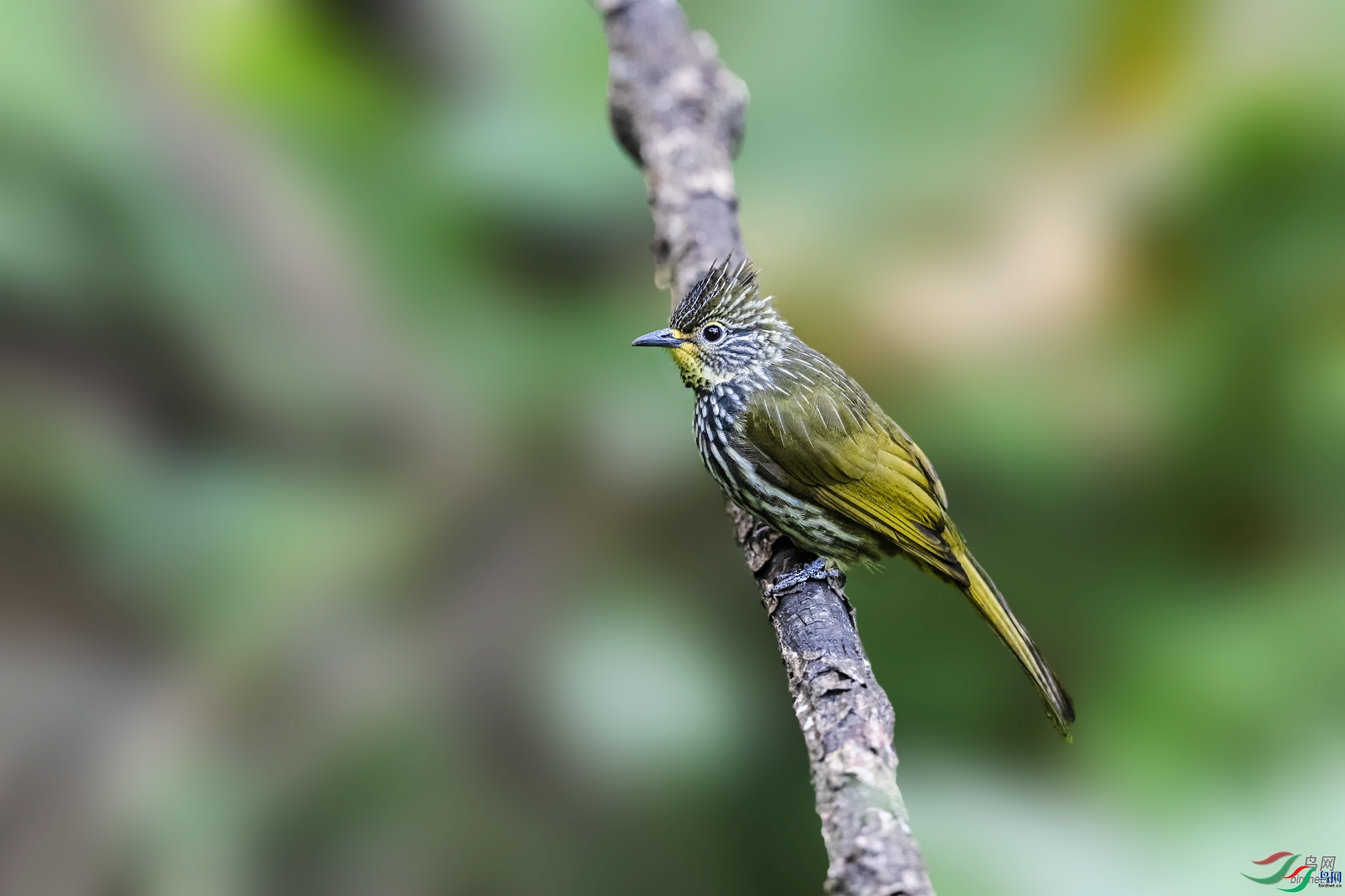 H��ͷ  ��ʦ����������ʡ��ɽ��¡����.jpg