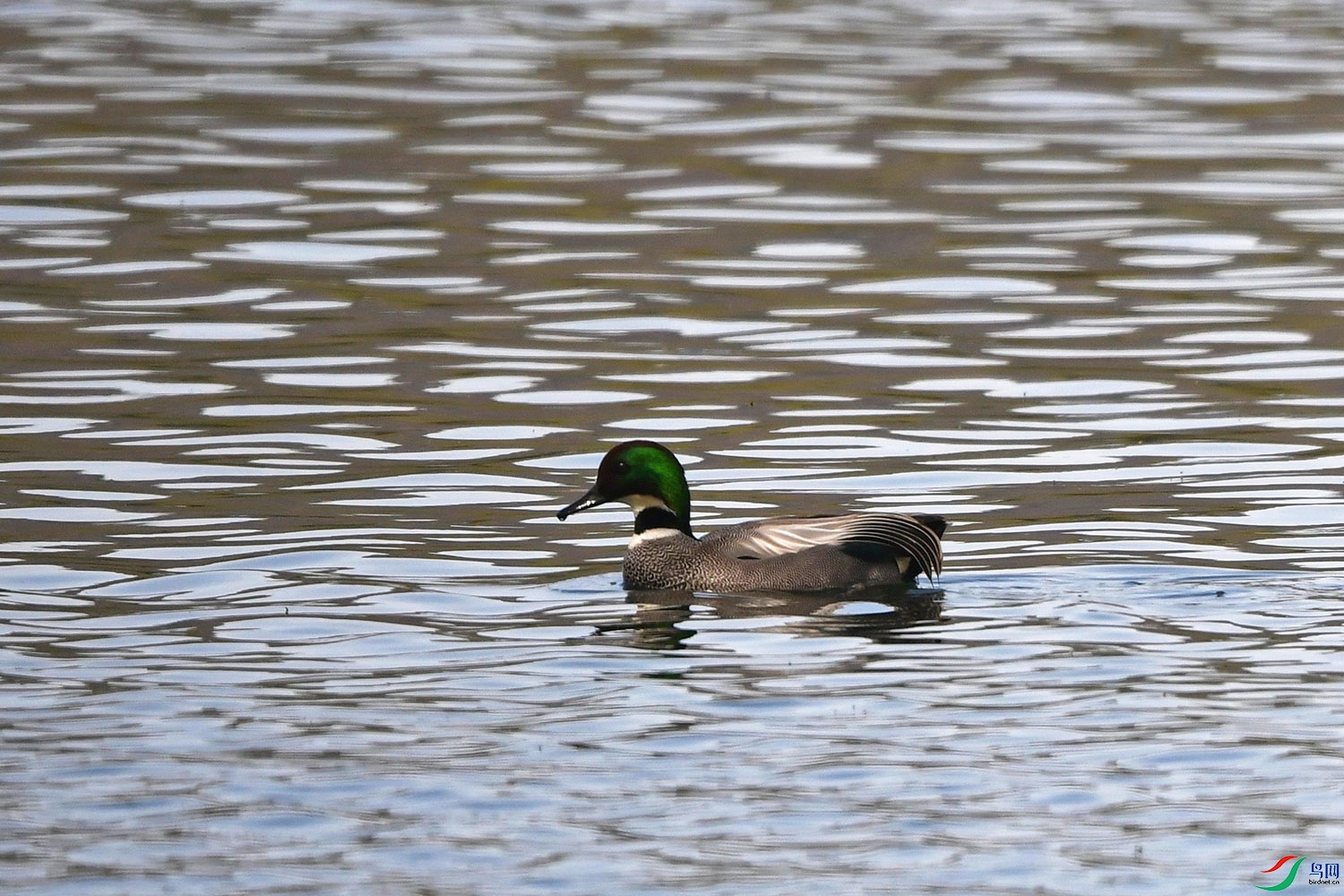 DSC_5981.jpg