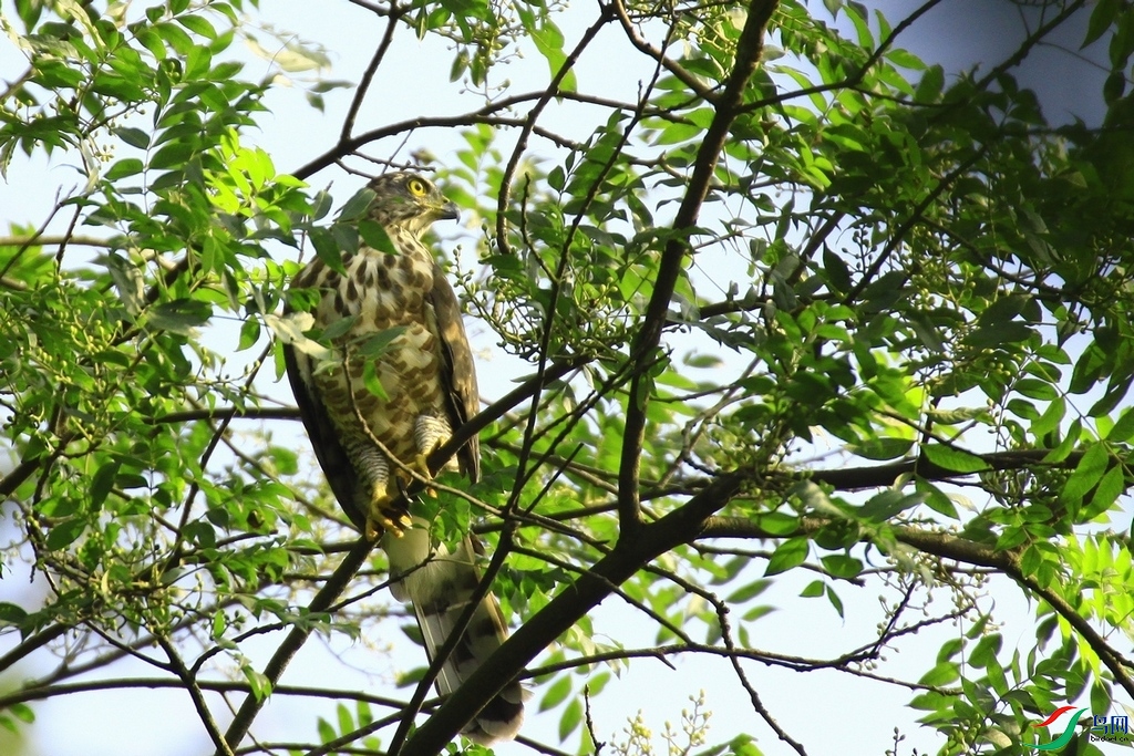 ���� _MG_9601.JPG