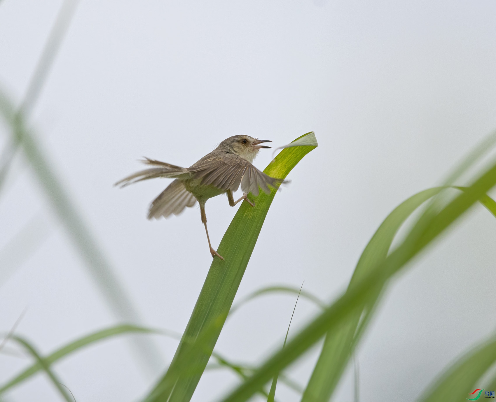 DSC_3756.jpg