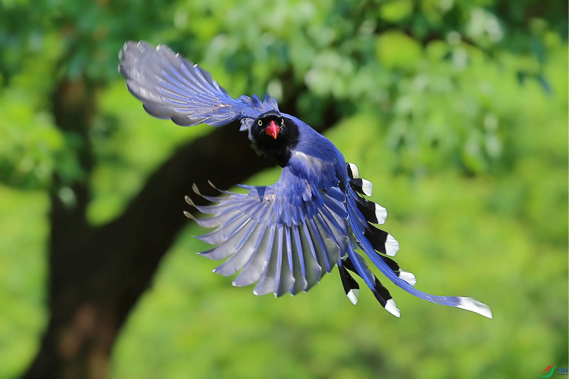 台湾蓝鹊 回眸一瞬间