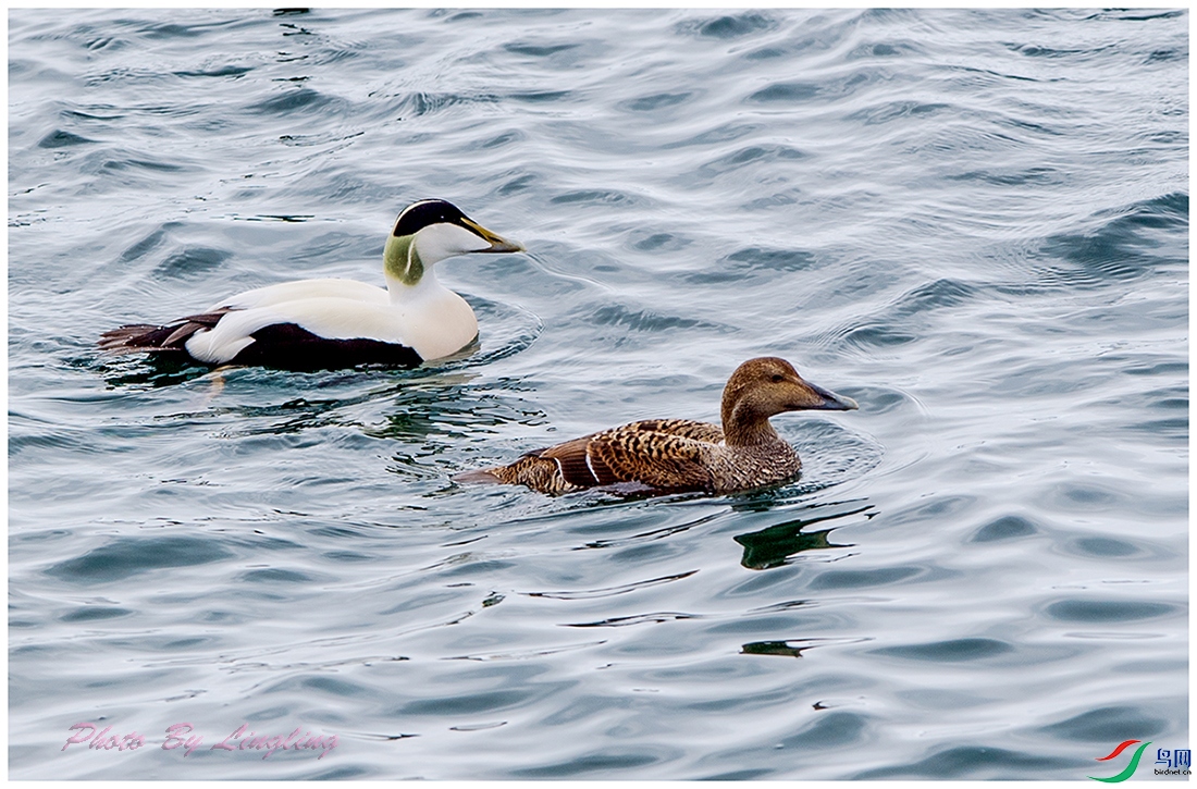 DSC_4110.jpg
