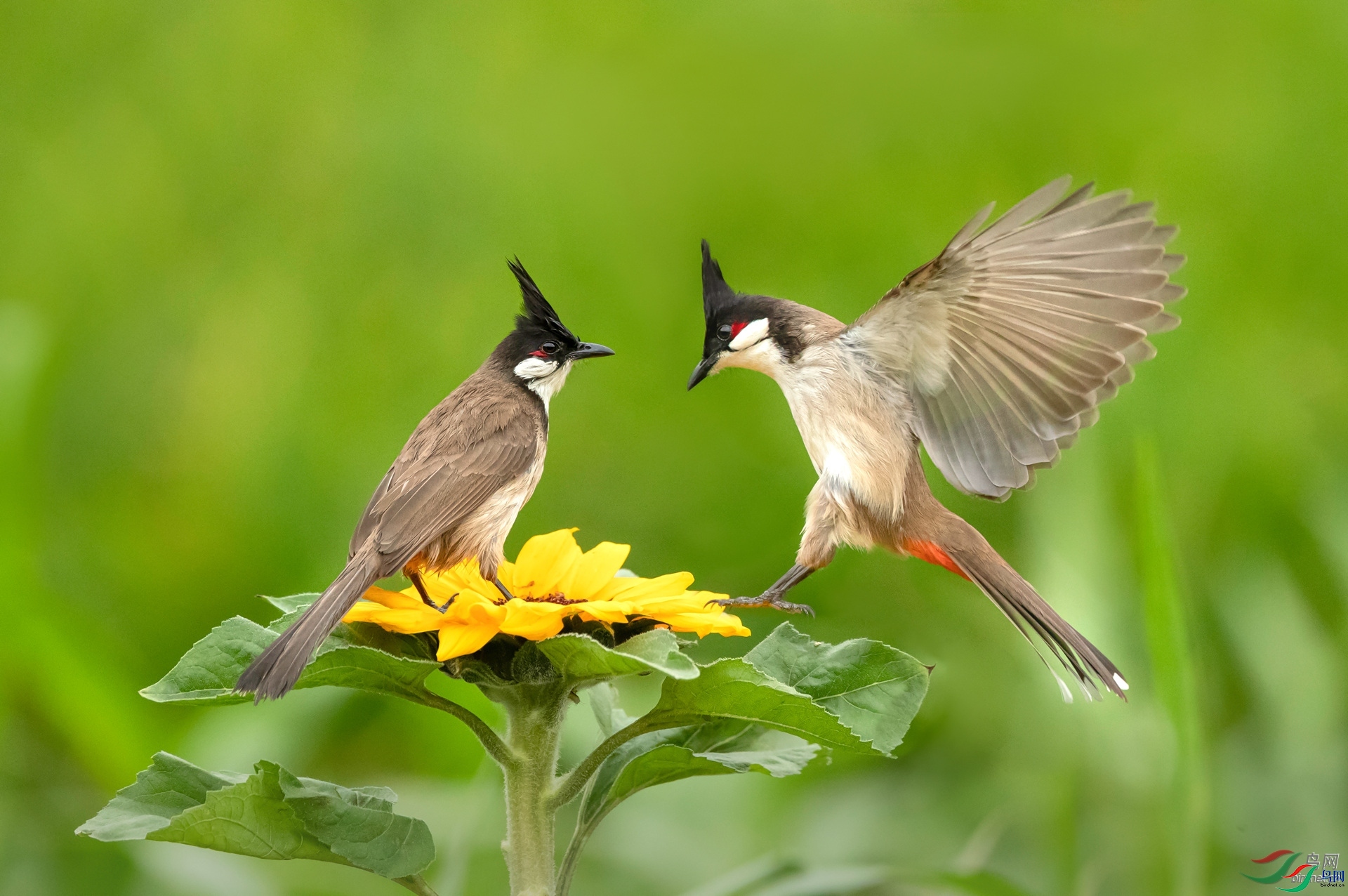 ��ͽ  ��ʦ�����ڹ���׳��������������.jpg