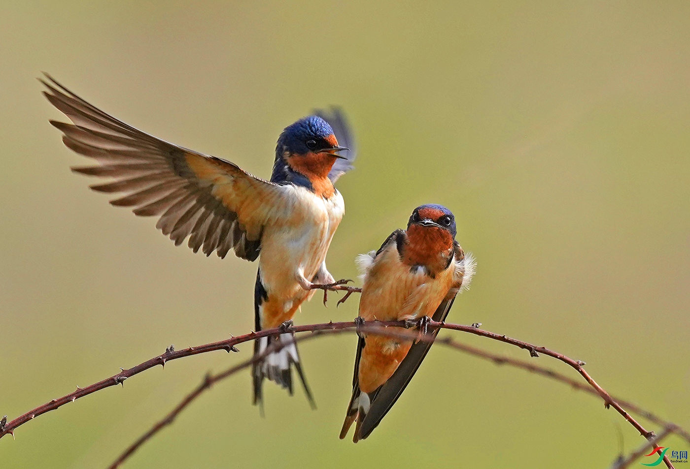 空中飞燕,棚燕, barn sallow.