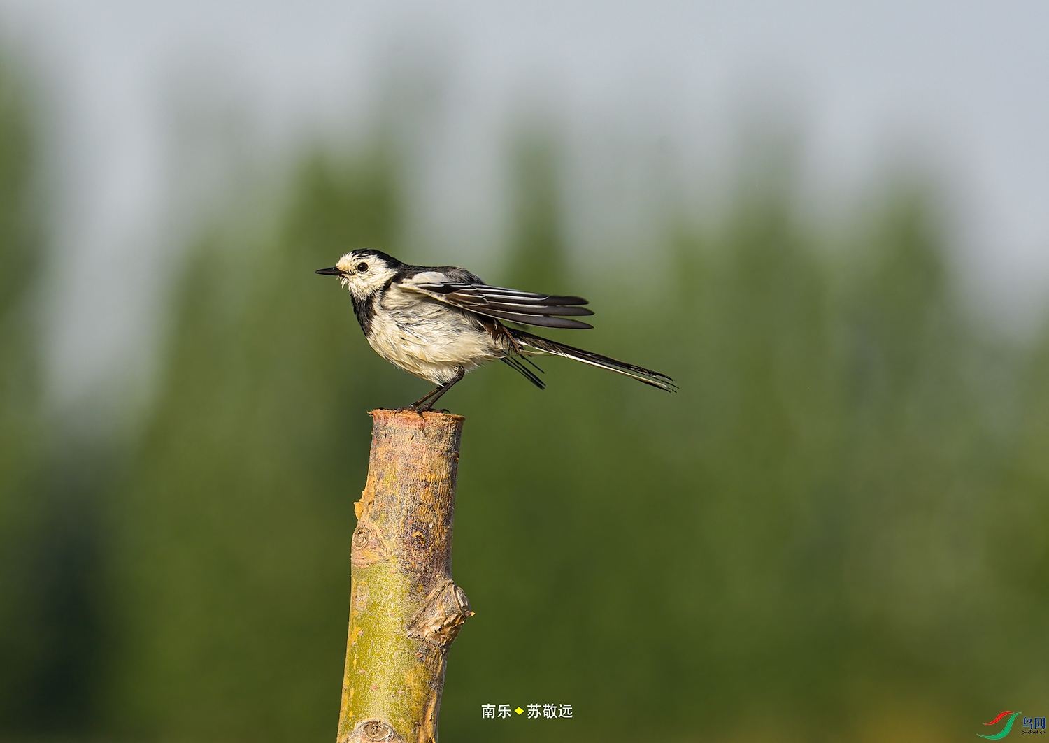 _DSC7489СС.jpg