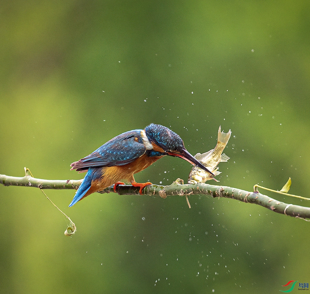 _58I4172 �ܻ�С���أ�.jpg