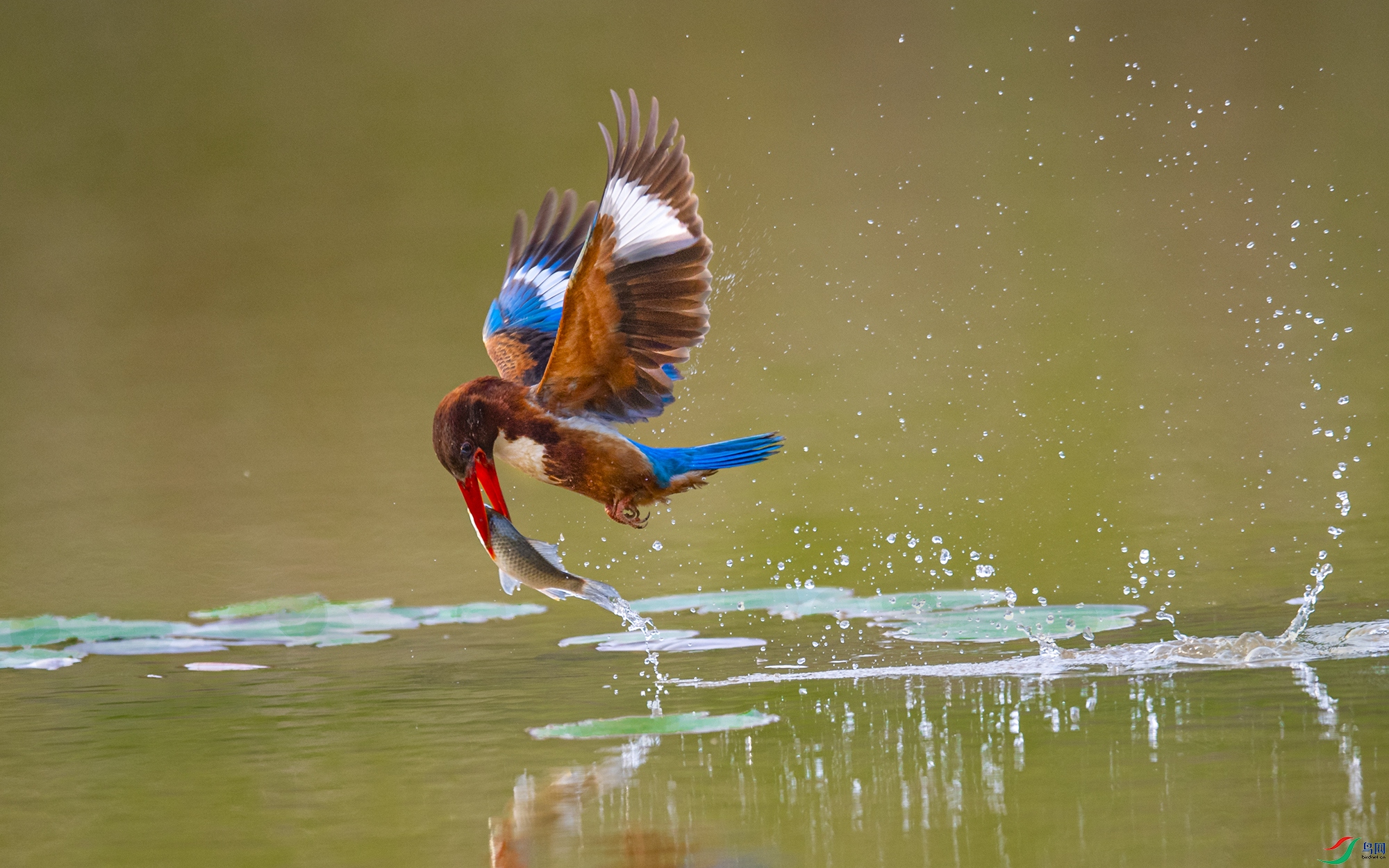 [林鸟] 白胸抓鱼 --- (祝贺老师作品荣获vip综合精华)