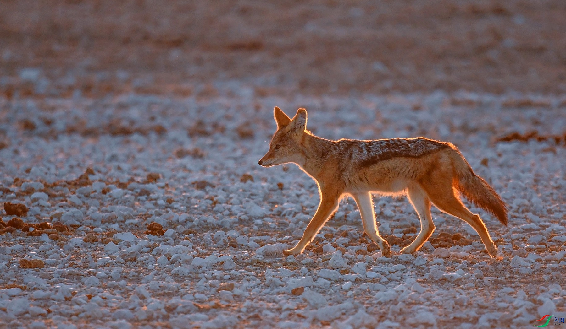 [哺乳] 黑背狐狼 ---- 祝贺荣获野生动物首页精华!