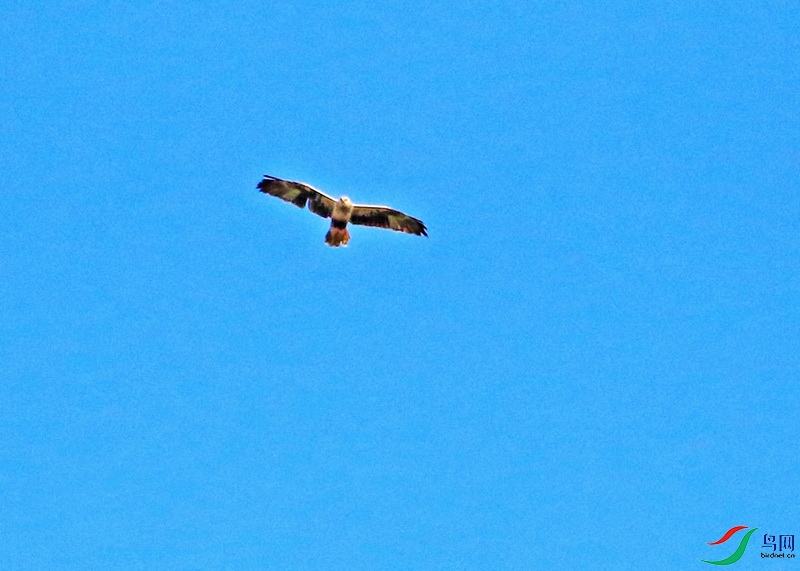 SH0527ӥ4.JPG