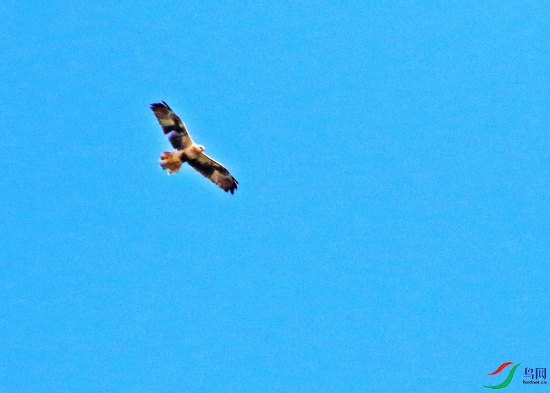 SH0527ӥ5.JPG