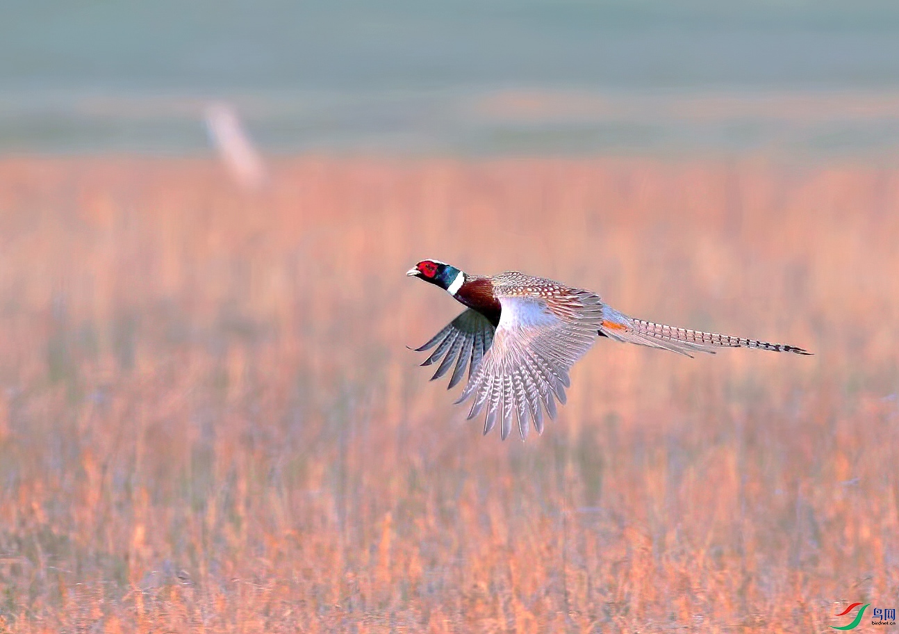 psc (6)������.jpg