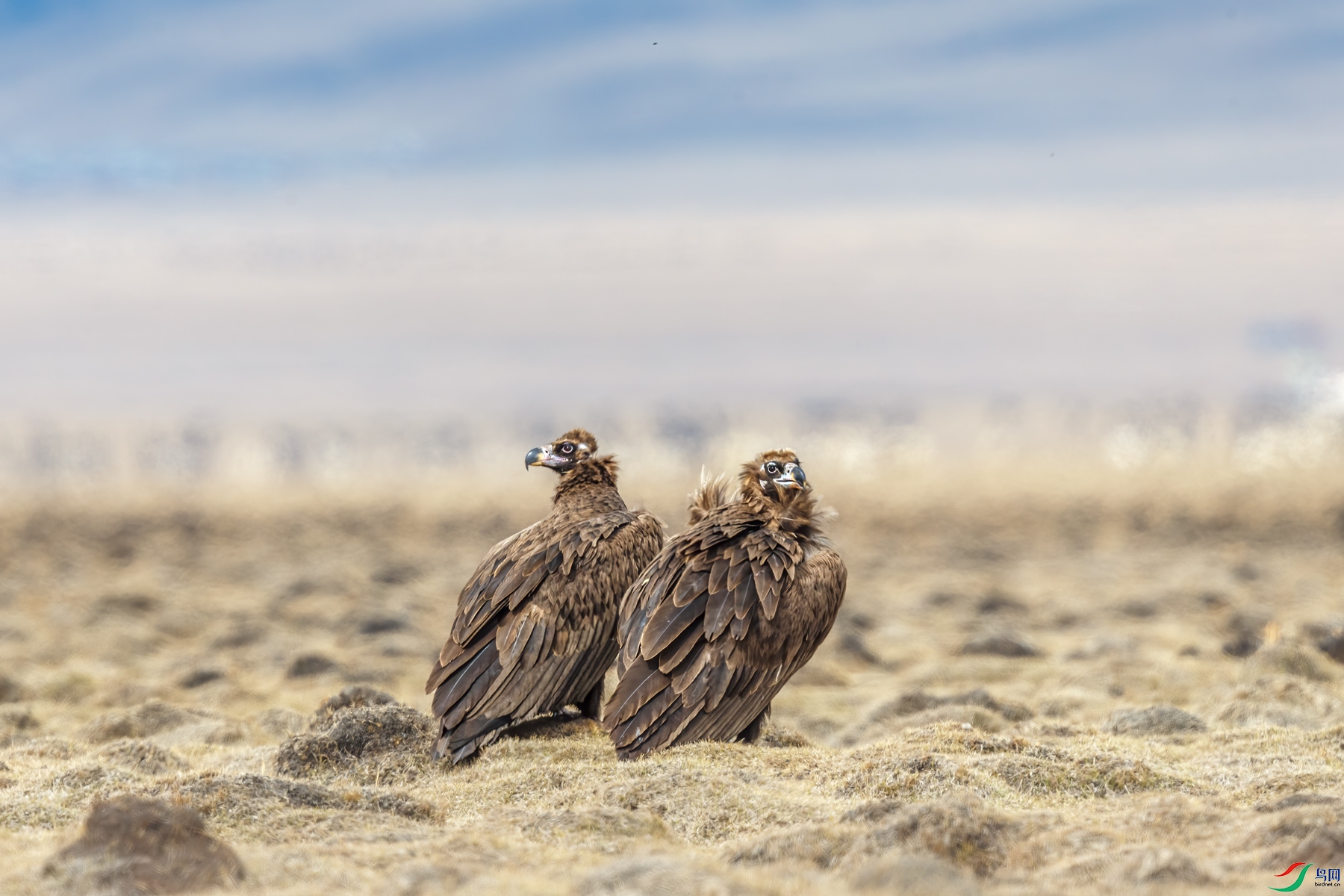 [猛禽] 一对秃鹫--- (祝贺老师作品荣获vip综合精华)