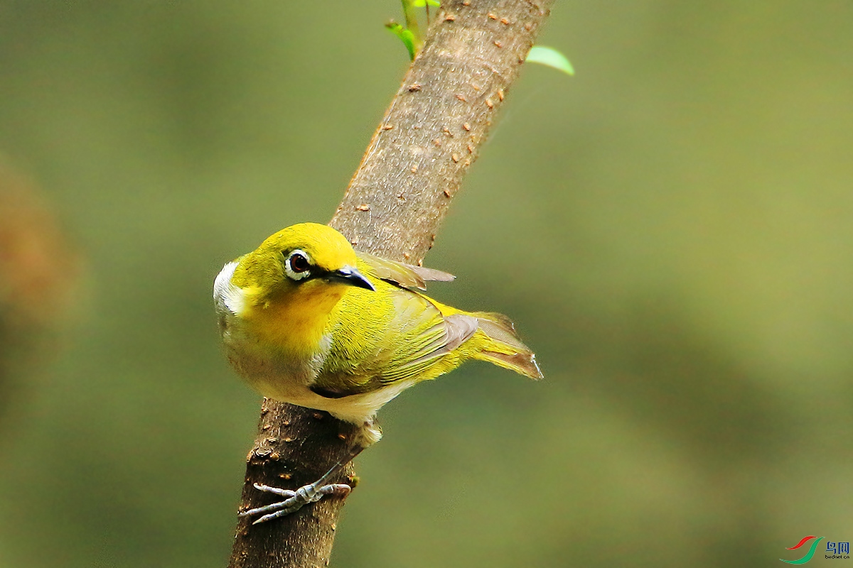 回眸——暗绿绣眼