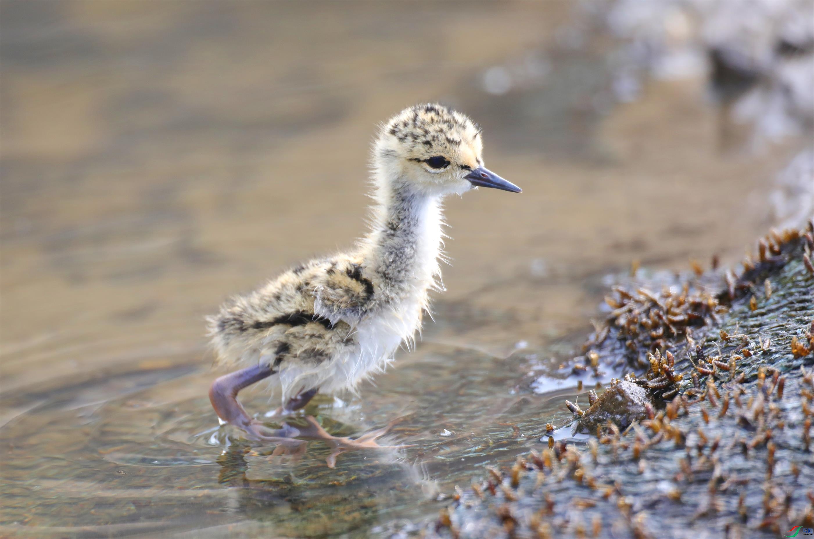 �ڳ᳤����