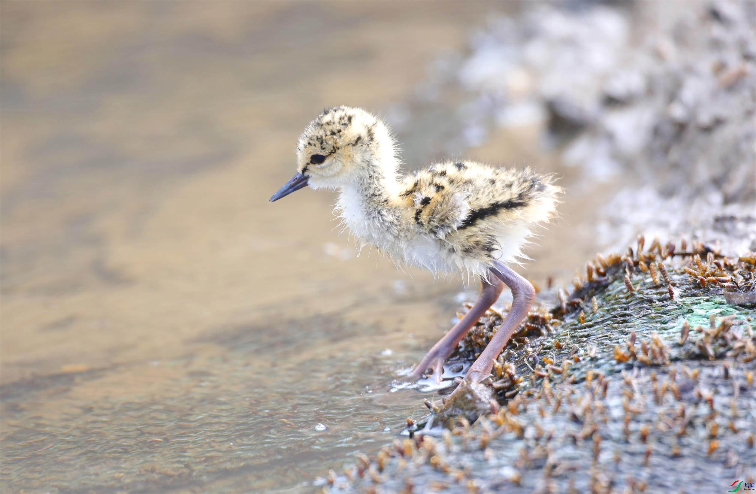 �ڳ᳤����