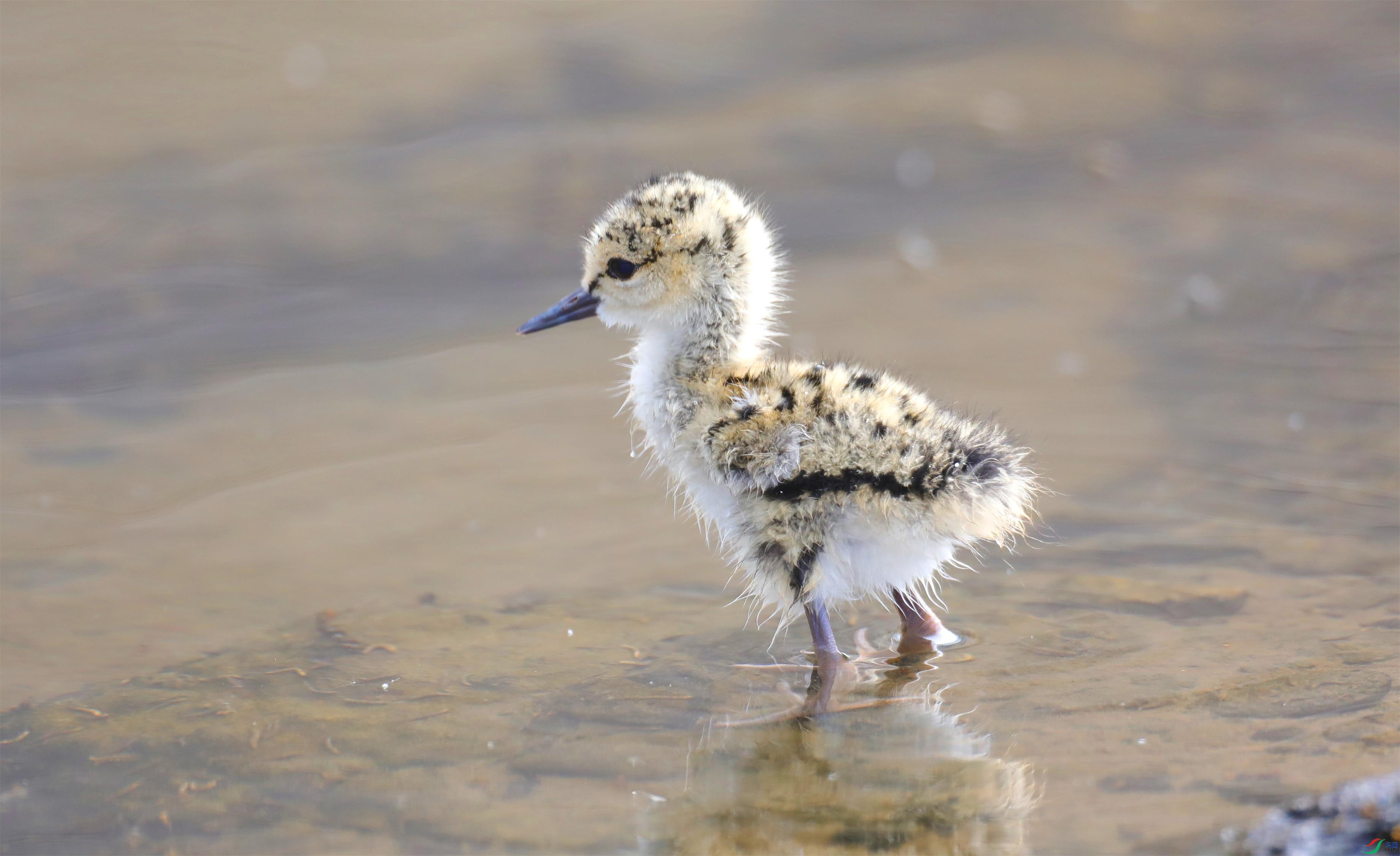 �ڳ᳤����