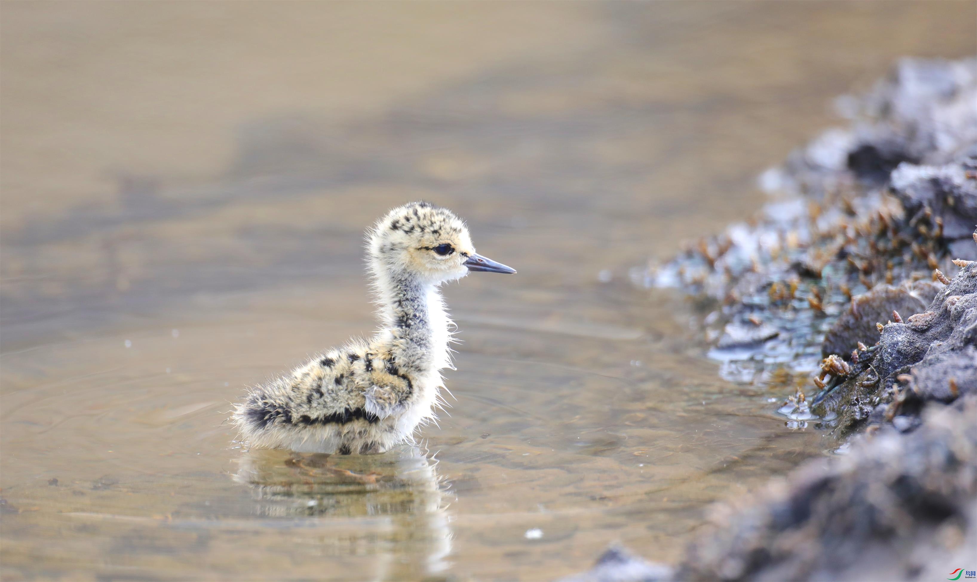 �ڳ᳤����