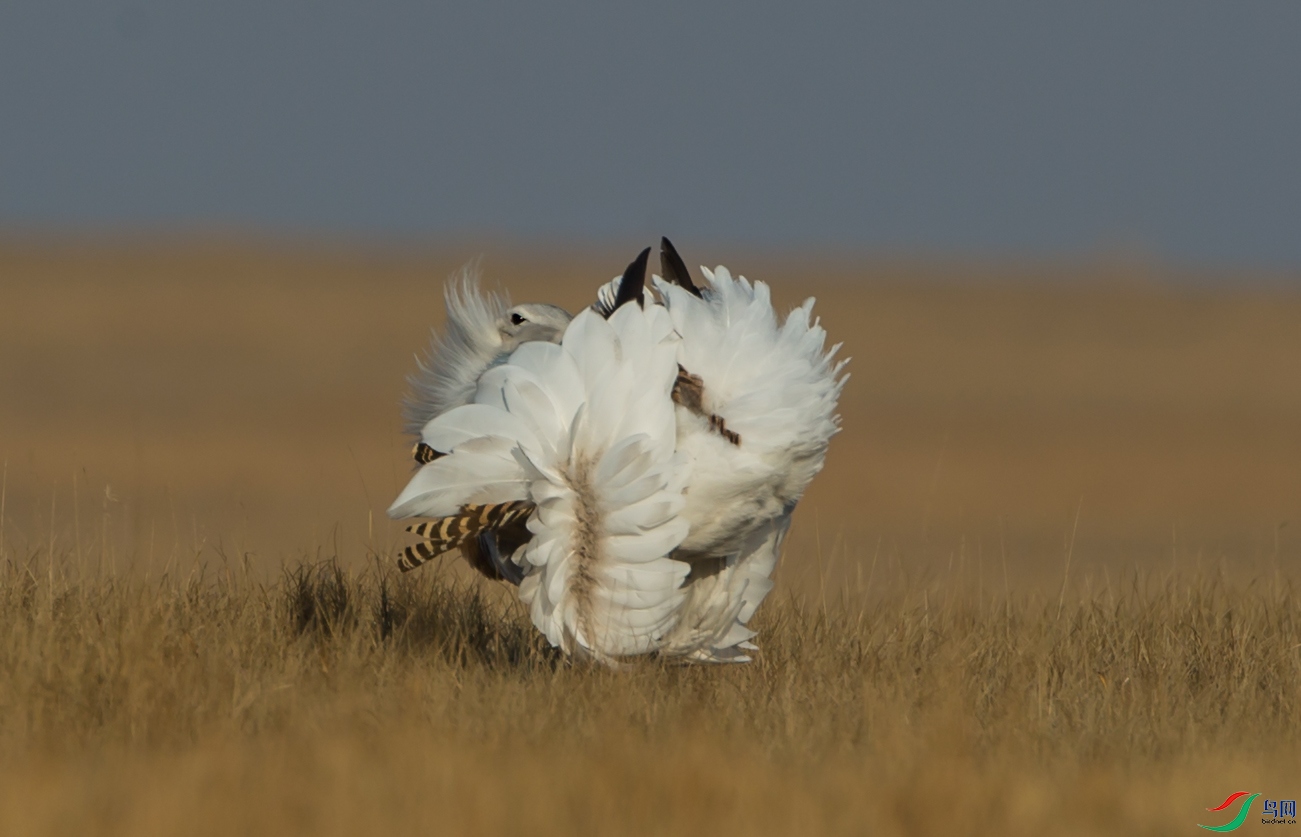 BT0P9391.jpg